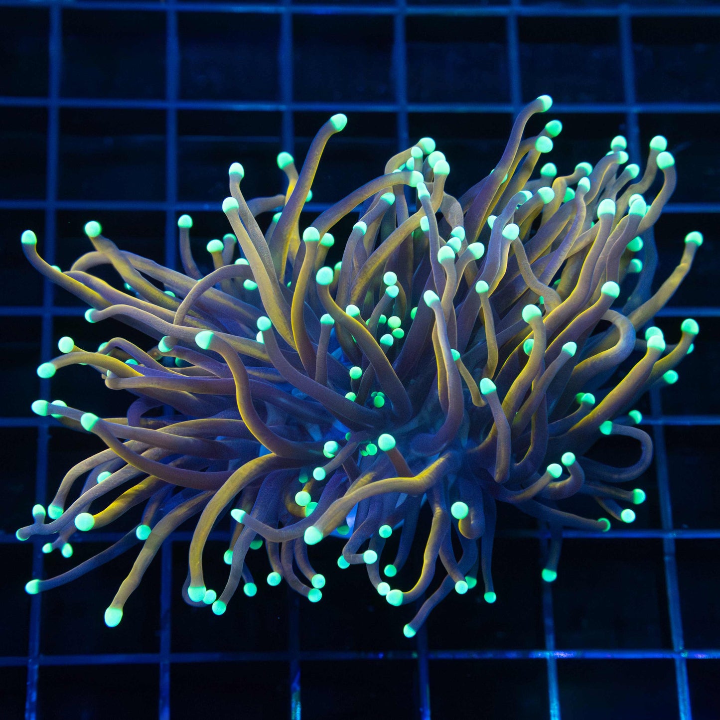 2 Heads Orangish Teal Tip Torch