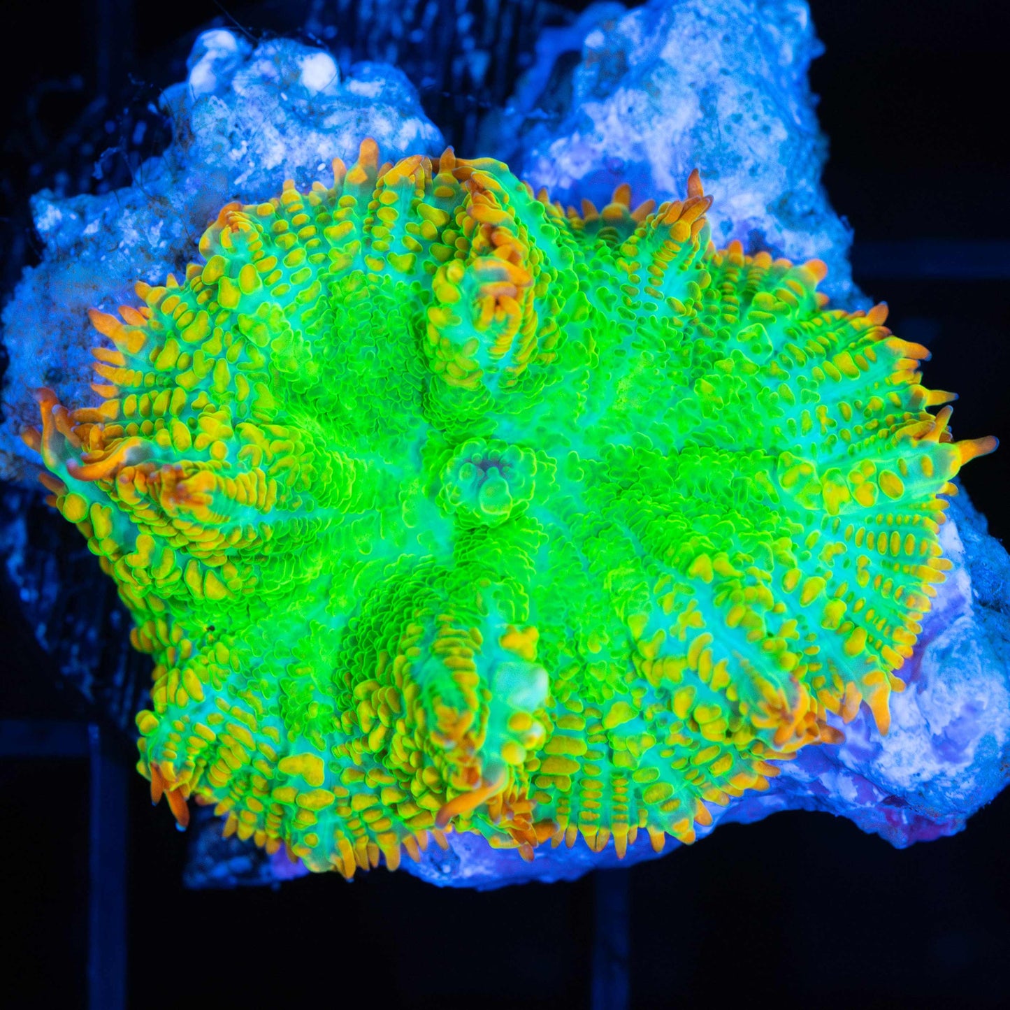 Tequila Sunrise Mushroom (Bright!)