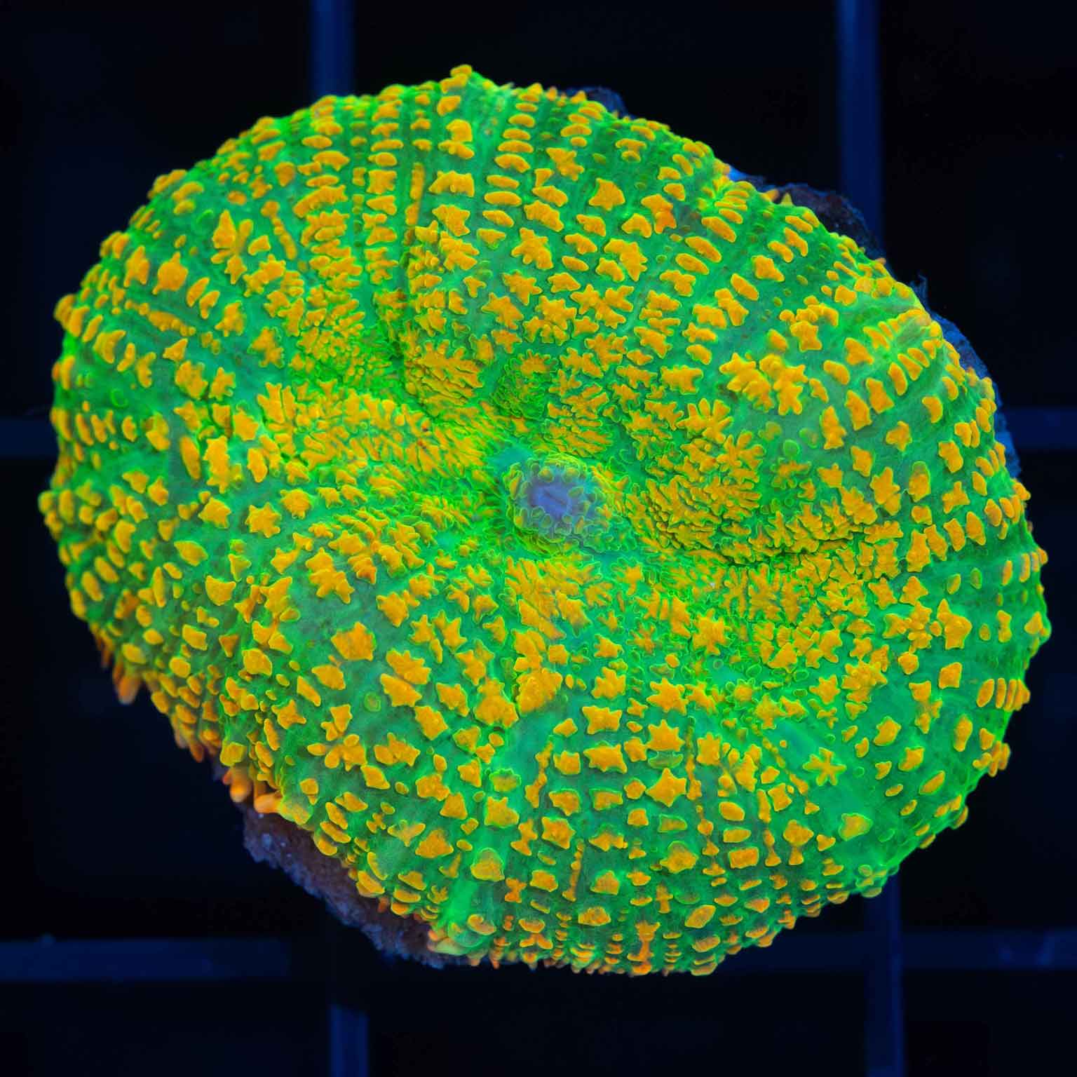 Tequila Sunrise Mushroom (US Aqua-Cultured) – Lucky Corals