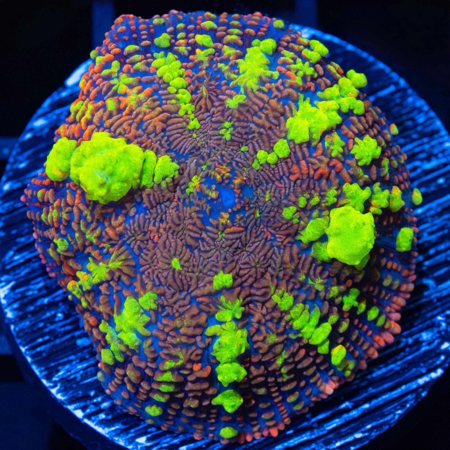 XL Thundercat Bounce (Bright!, XL Plug)