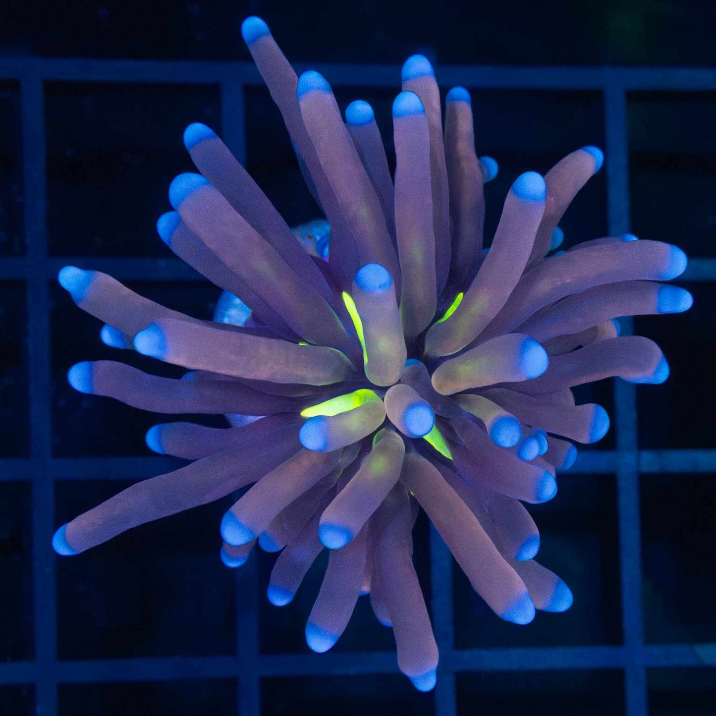 Blue Tiger Eye Torch (Orangish)