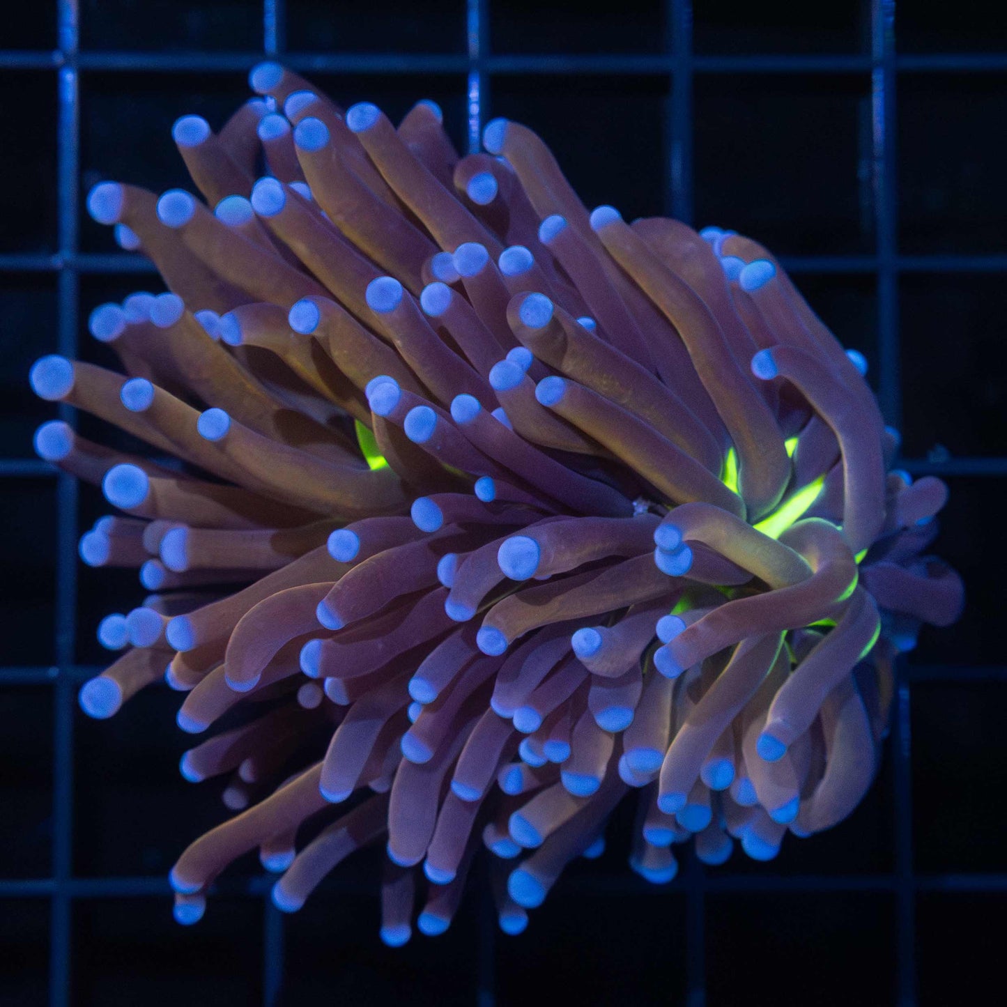 Tiger Knicks Torch Coral