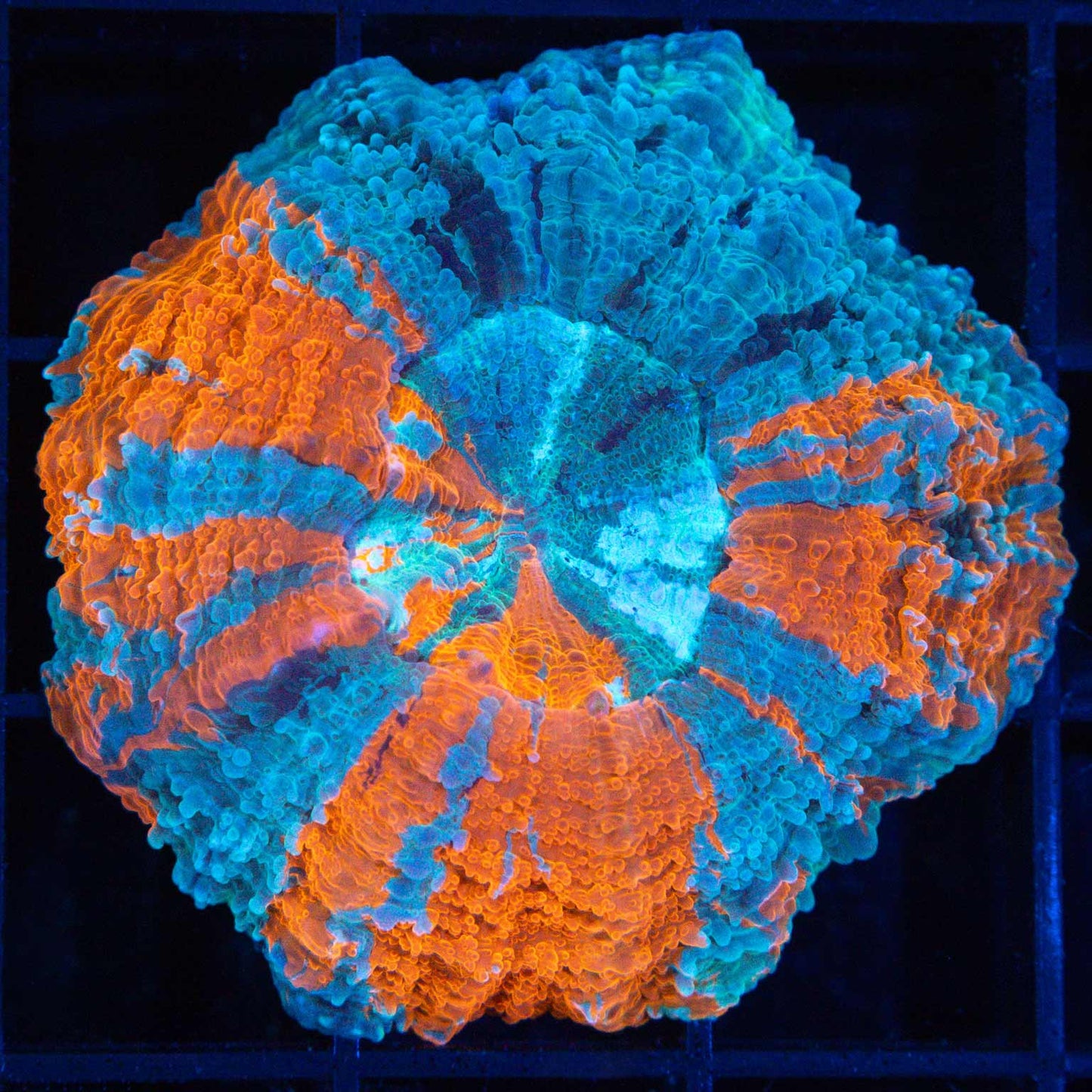 Tiny Fire and Ice Acanthophyllia 2"