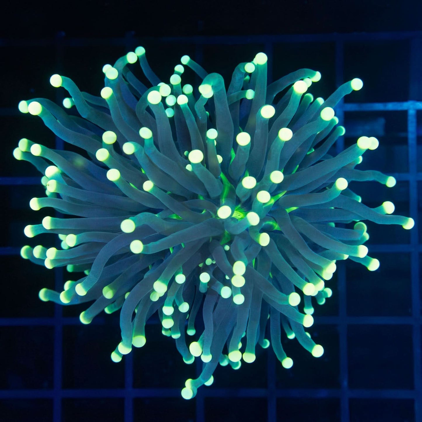 Large Cream Tip Green Indo Torch Coral