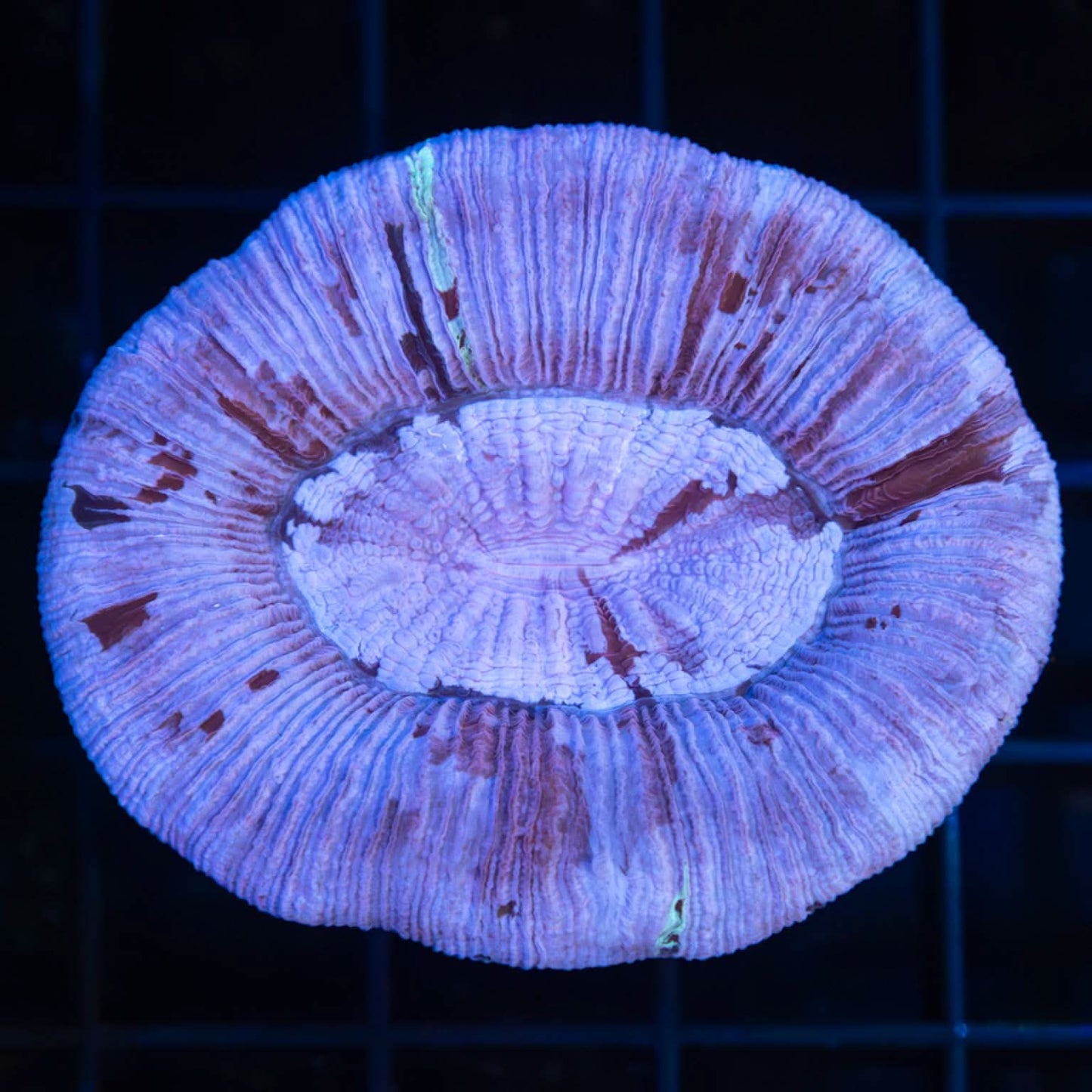 Pink Purple Blue Trachy 2.25"
