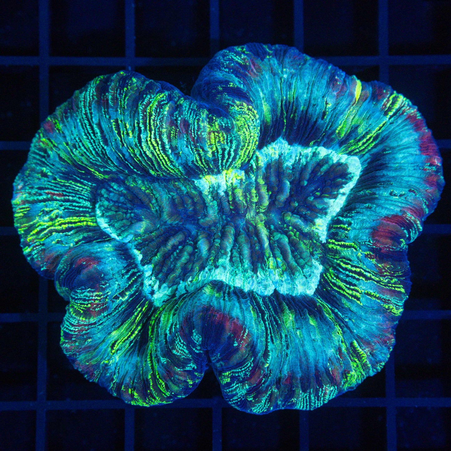 rainbow brain coral