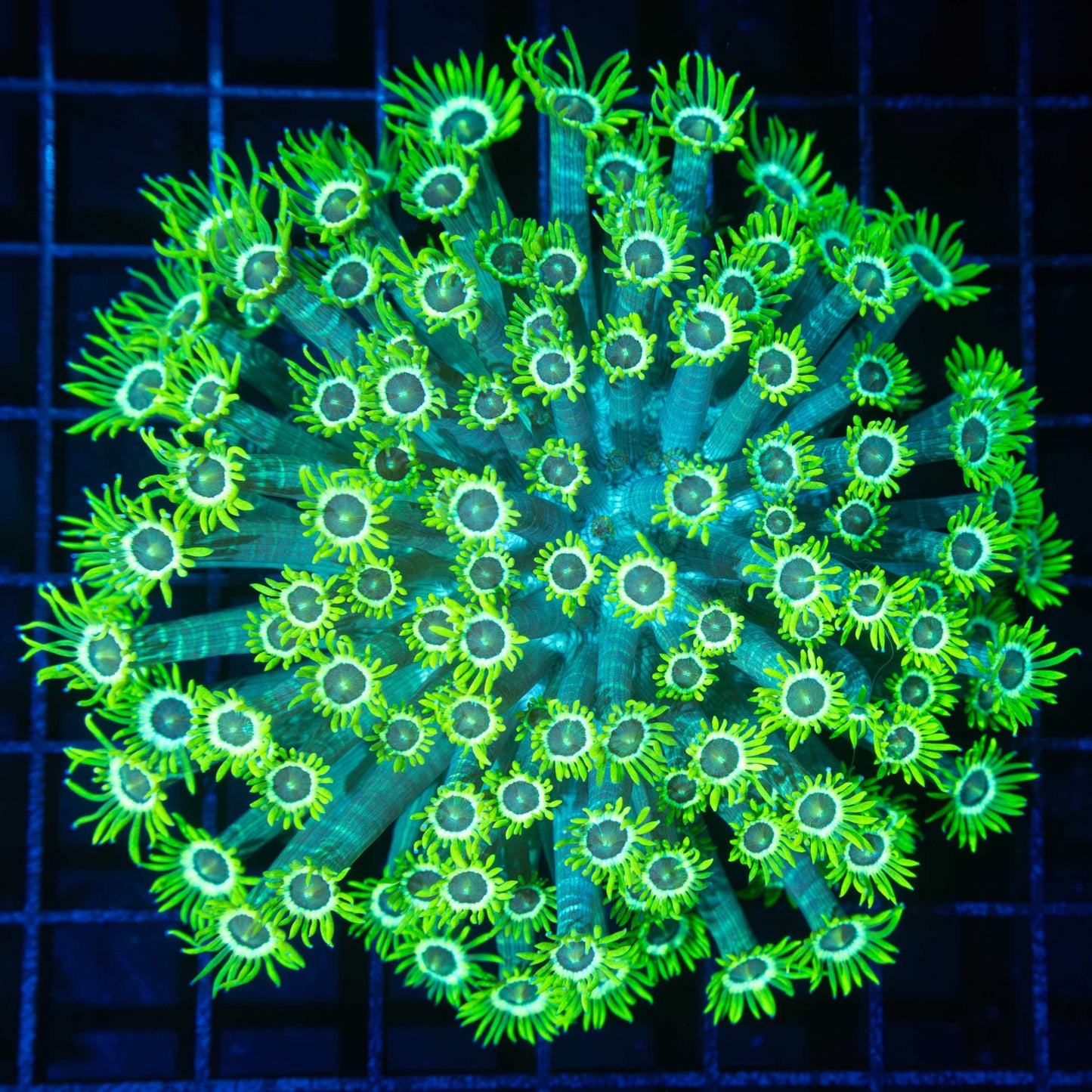 Tri Color Stripe Stem Goni Colony