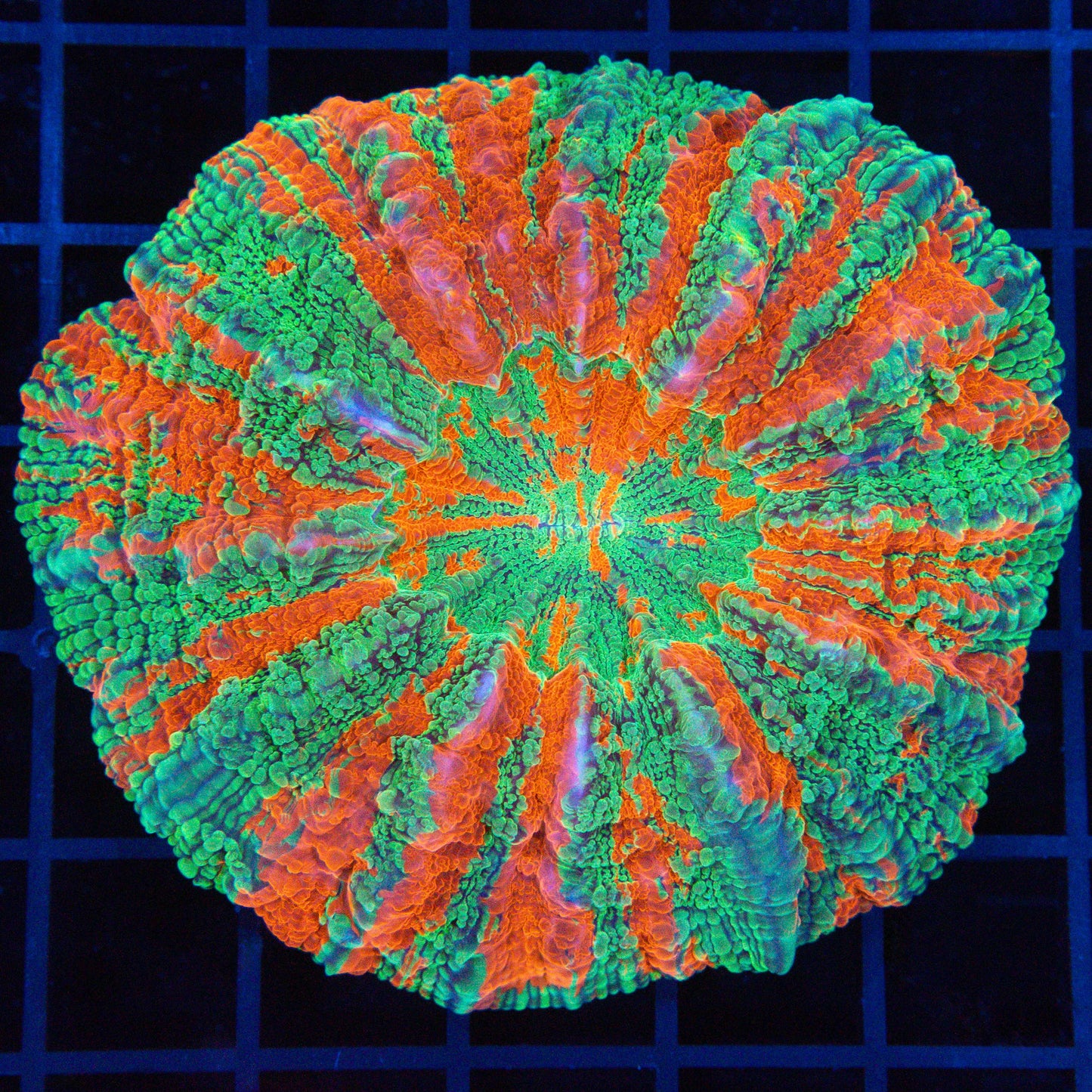 Stunning Acanthophyllia 3.5"