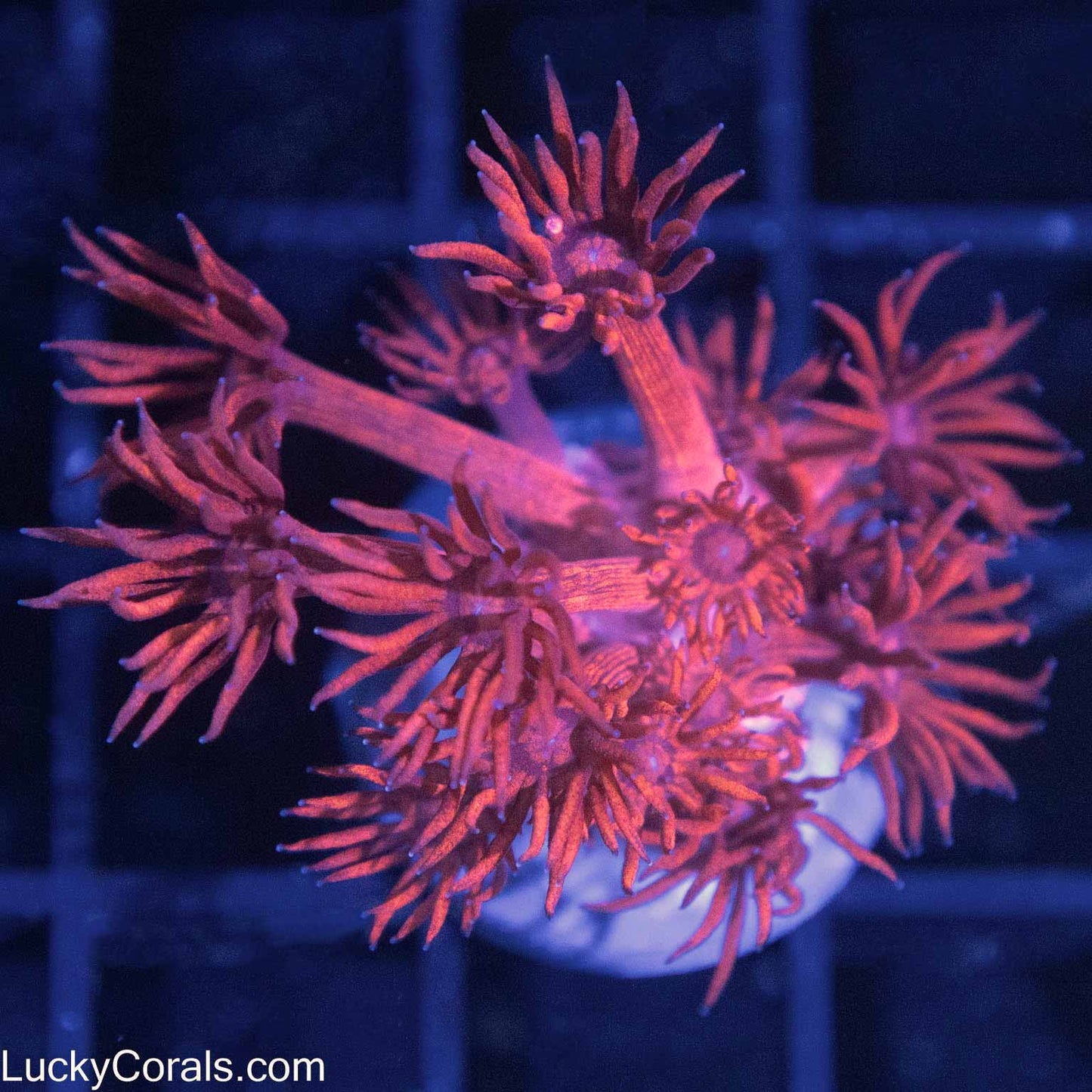 Red Velvet Goni Frag