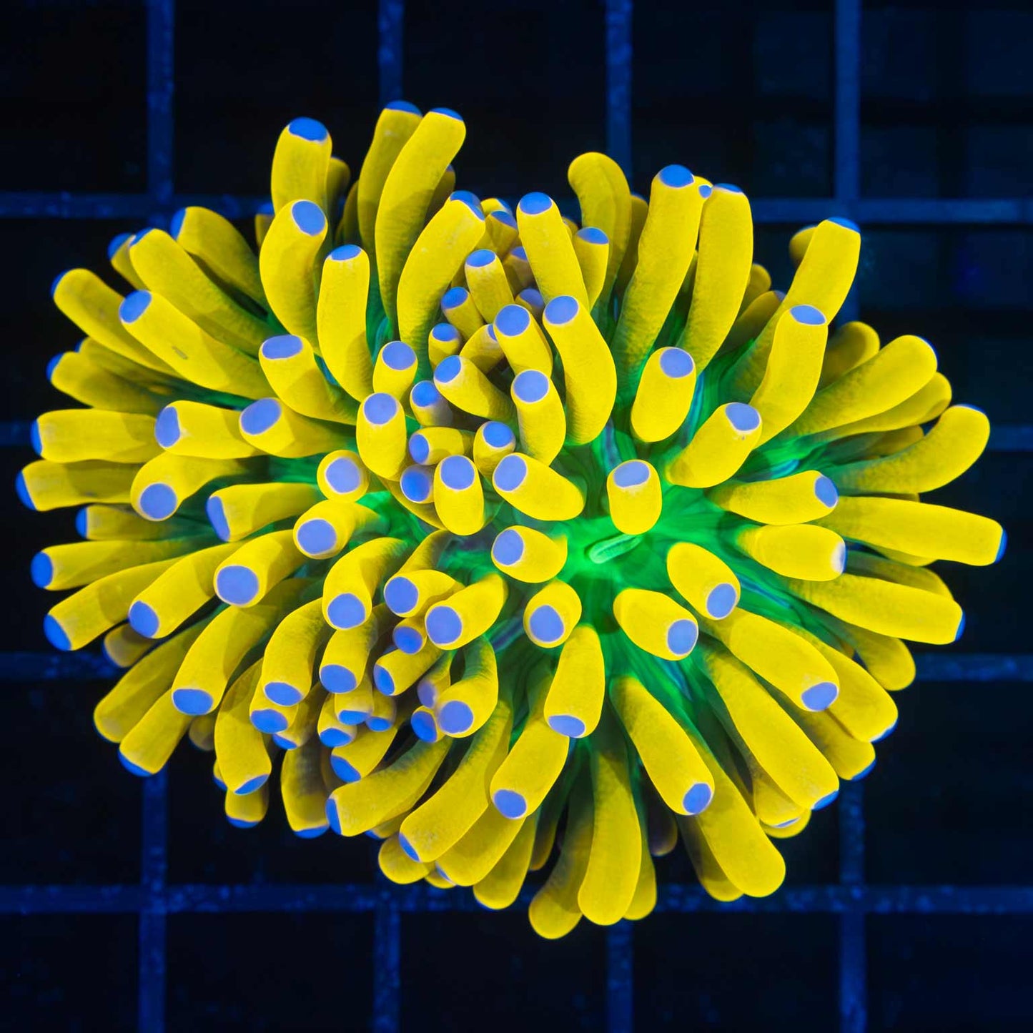 Blue Tip Ultimate Banana Torch (Splitting)