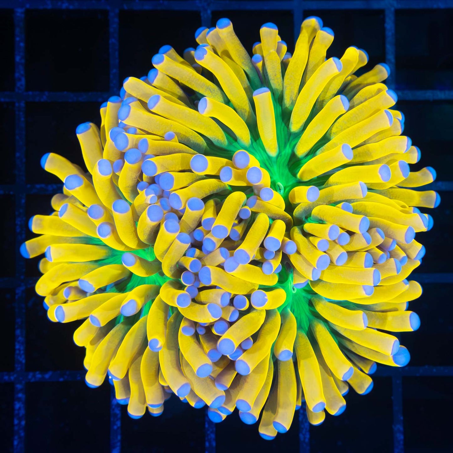 2 Head Ultimate Blue Tip Banana Torch