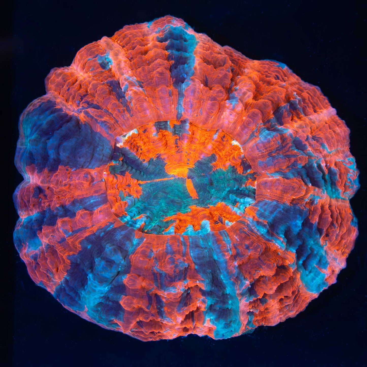 Malaysian 24K Gold Torch Coral
