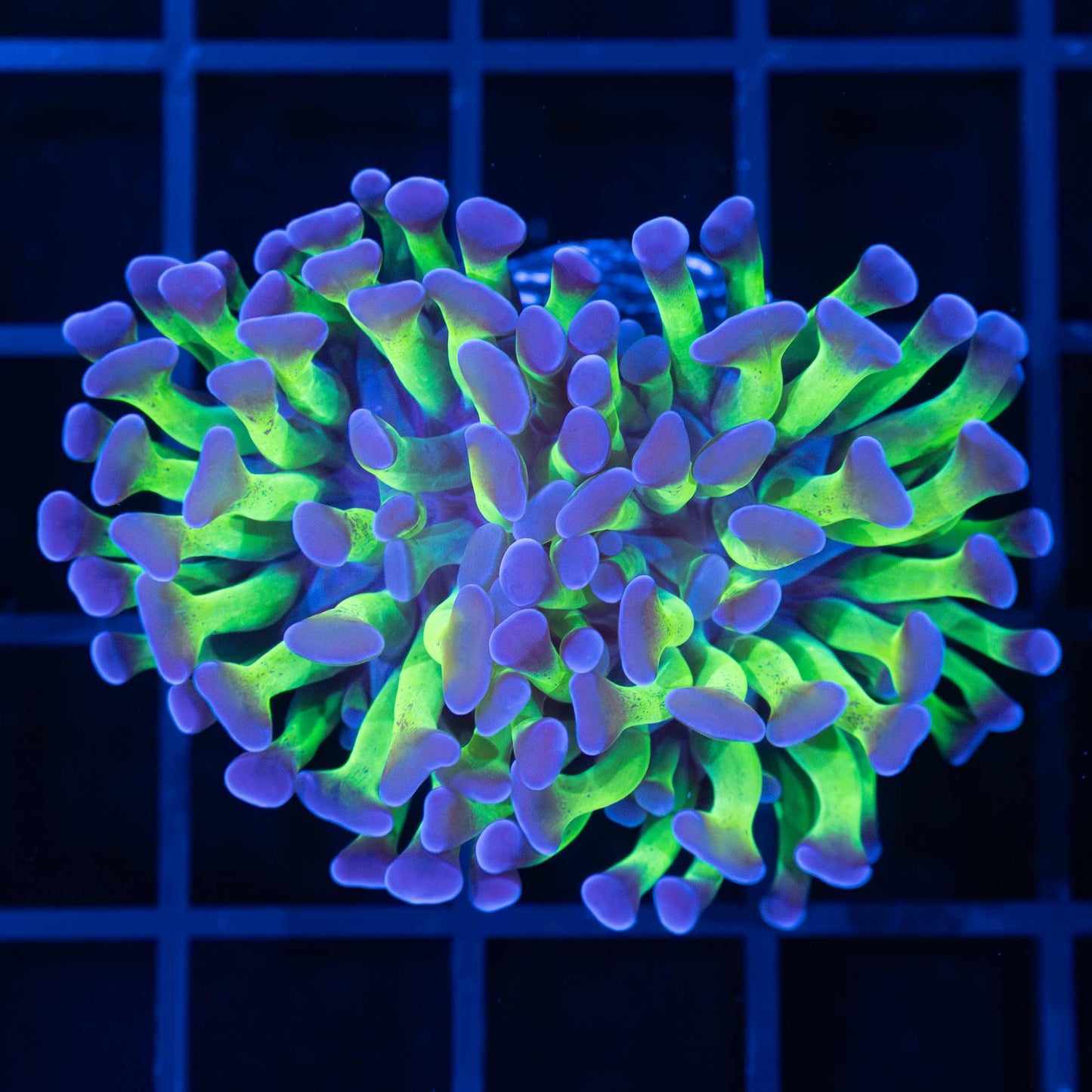 Ultra Bright Bicolor Branch Hammer (Tank Grown)