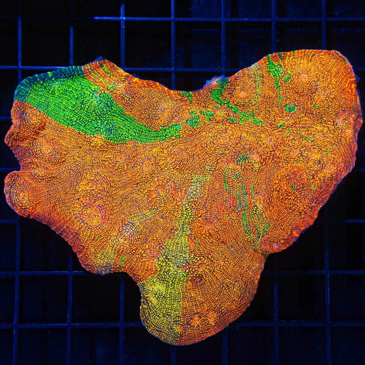 Glowing Glitter XL Chalice Colony 4.5"