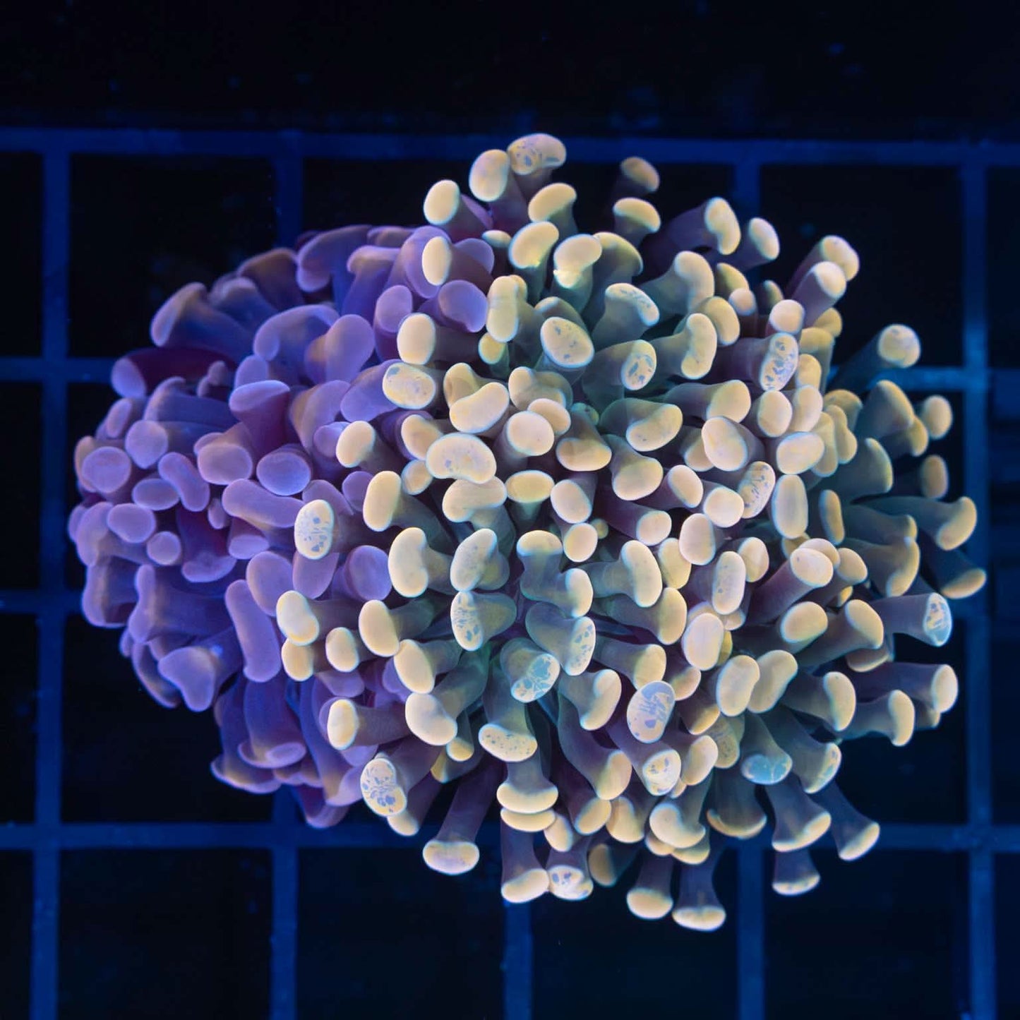 Ultra Hammer Combo Colony