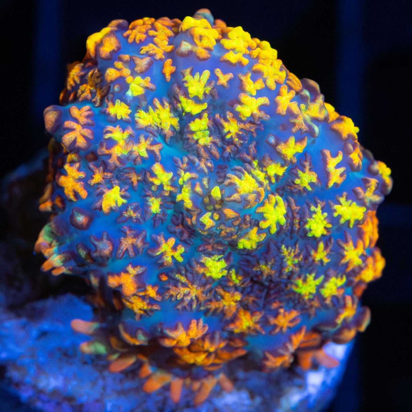 Ultra Maui Wowie Mushroom