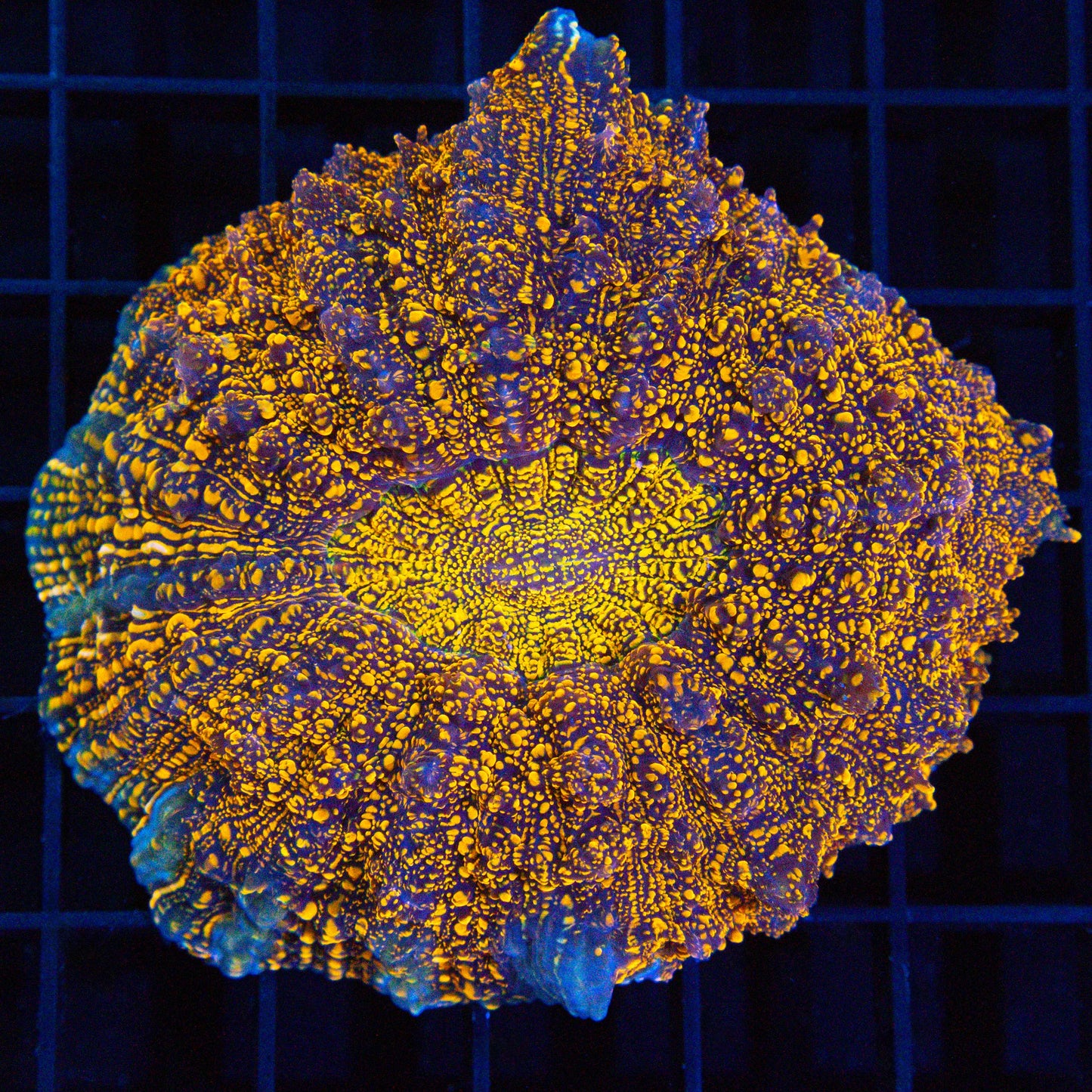 Super Orange Glitter Acanthophyllia 4"