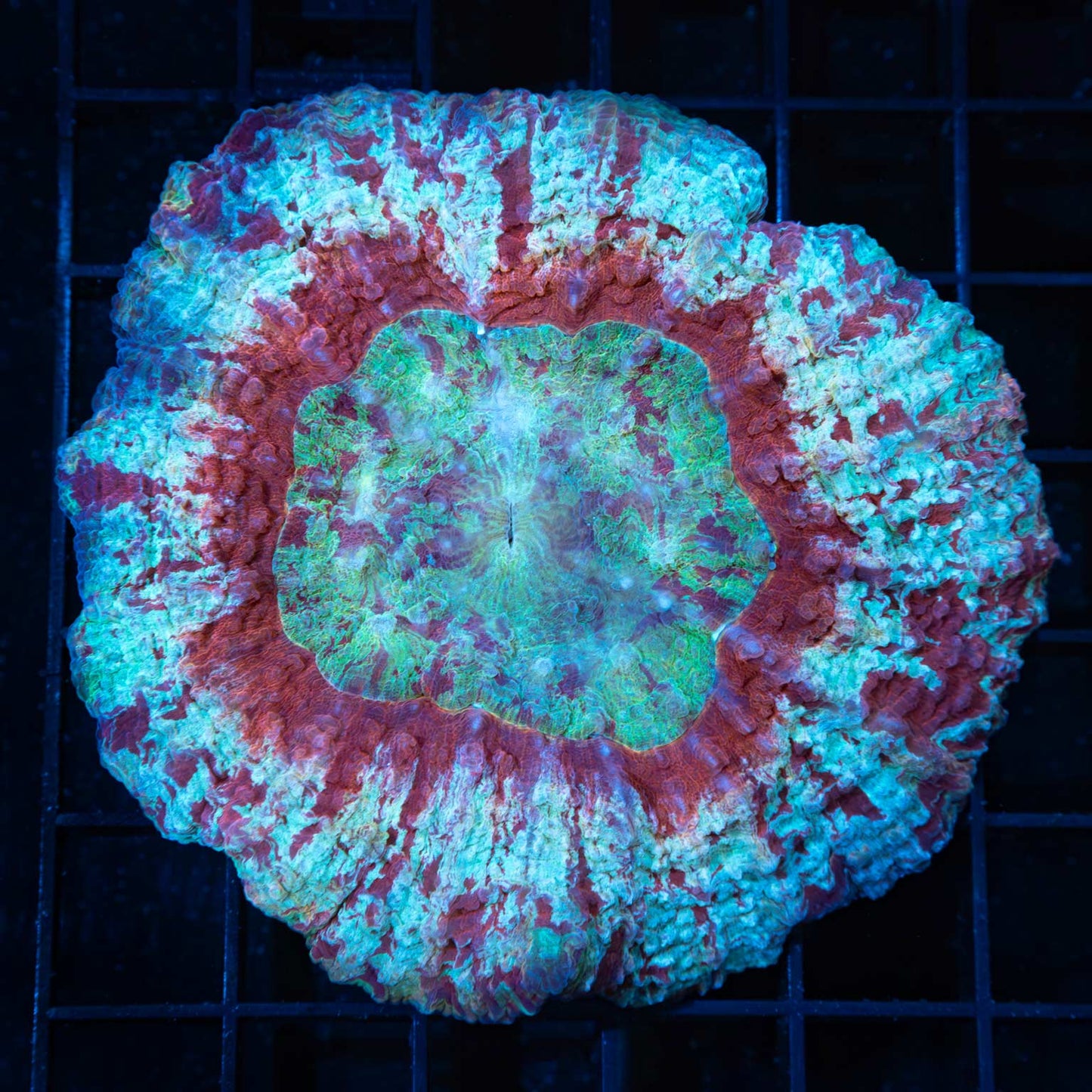 Unique Symphyllia Coral 3.5"