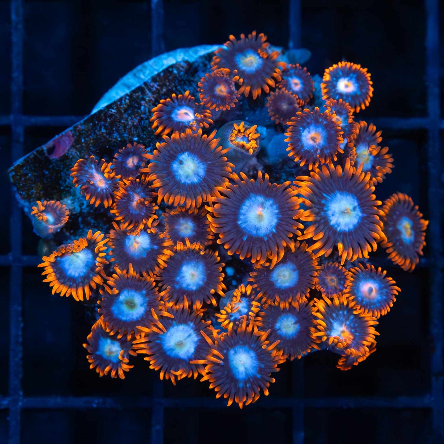 Ultra Zoa Colony