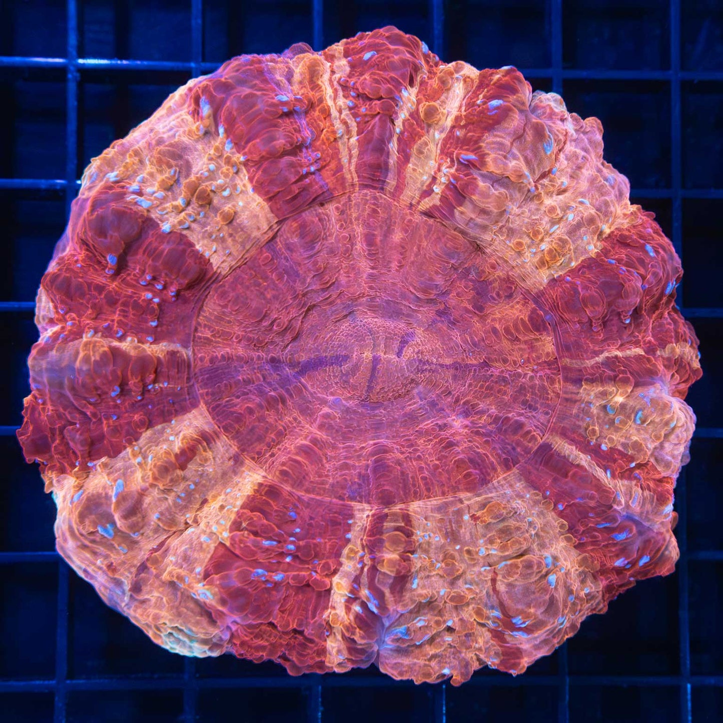 Unique Acanthophyllia