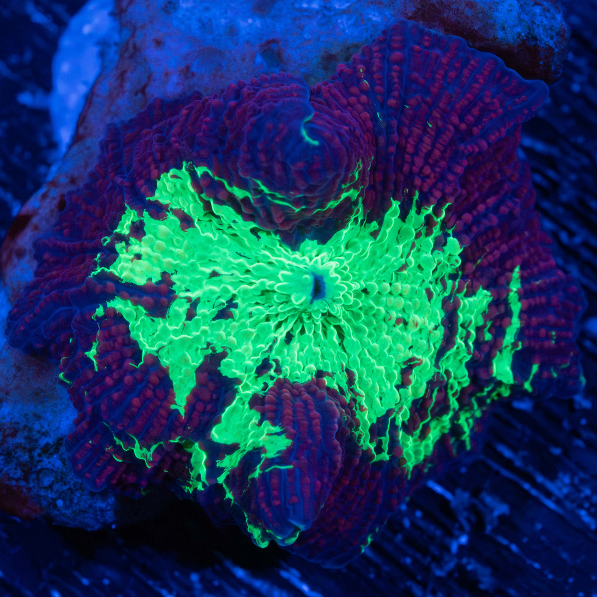 Rainbow Eclectus Mushroom
