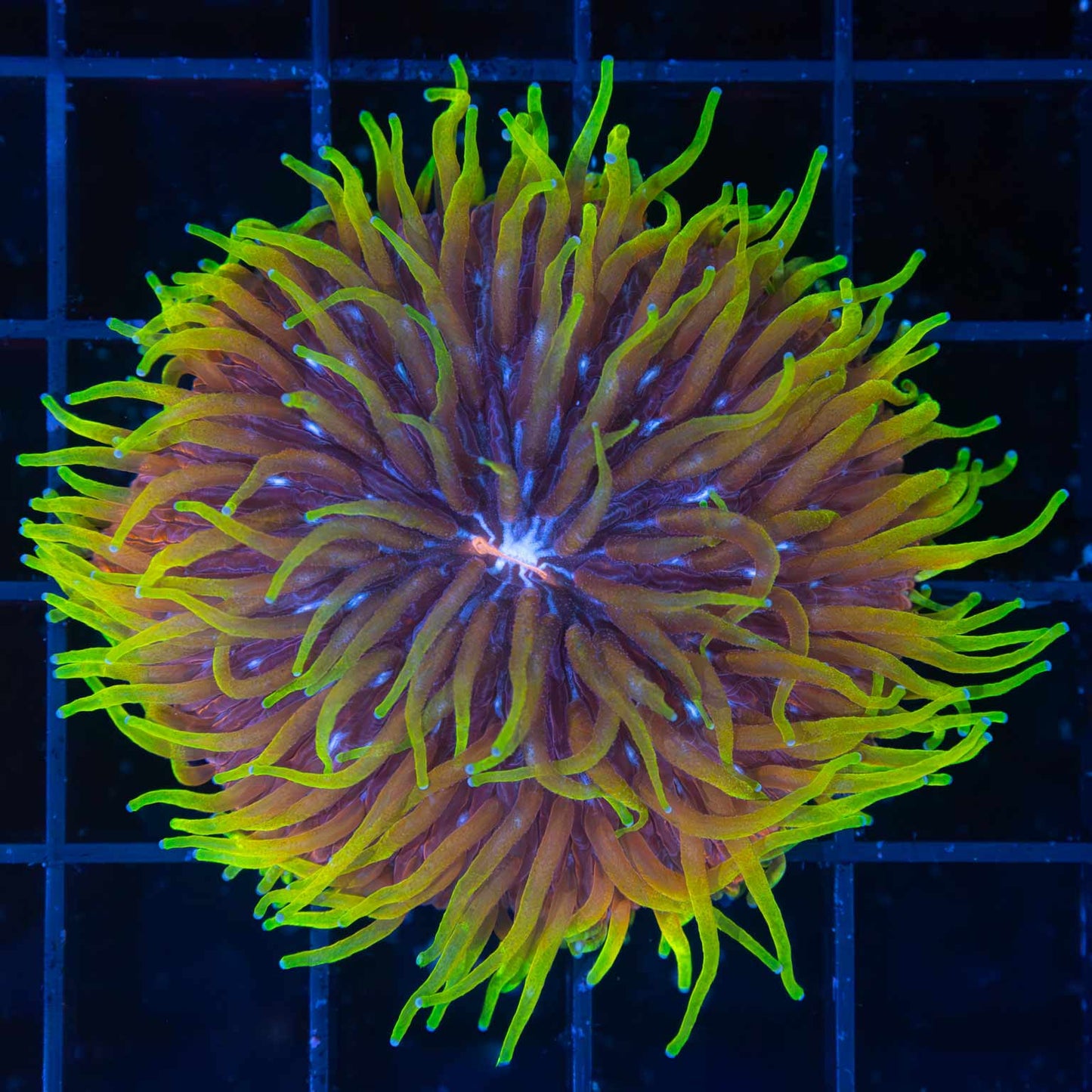 Unique Plate Coral