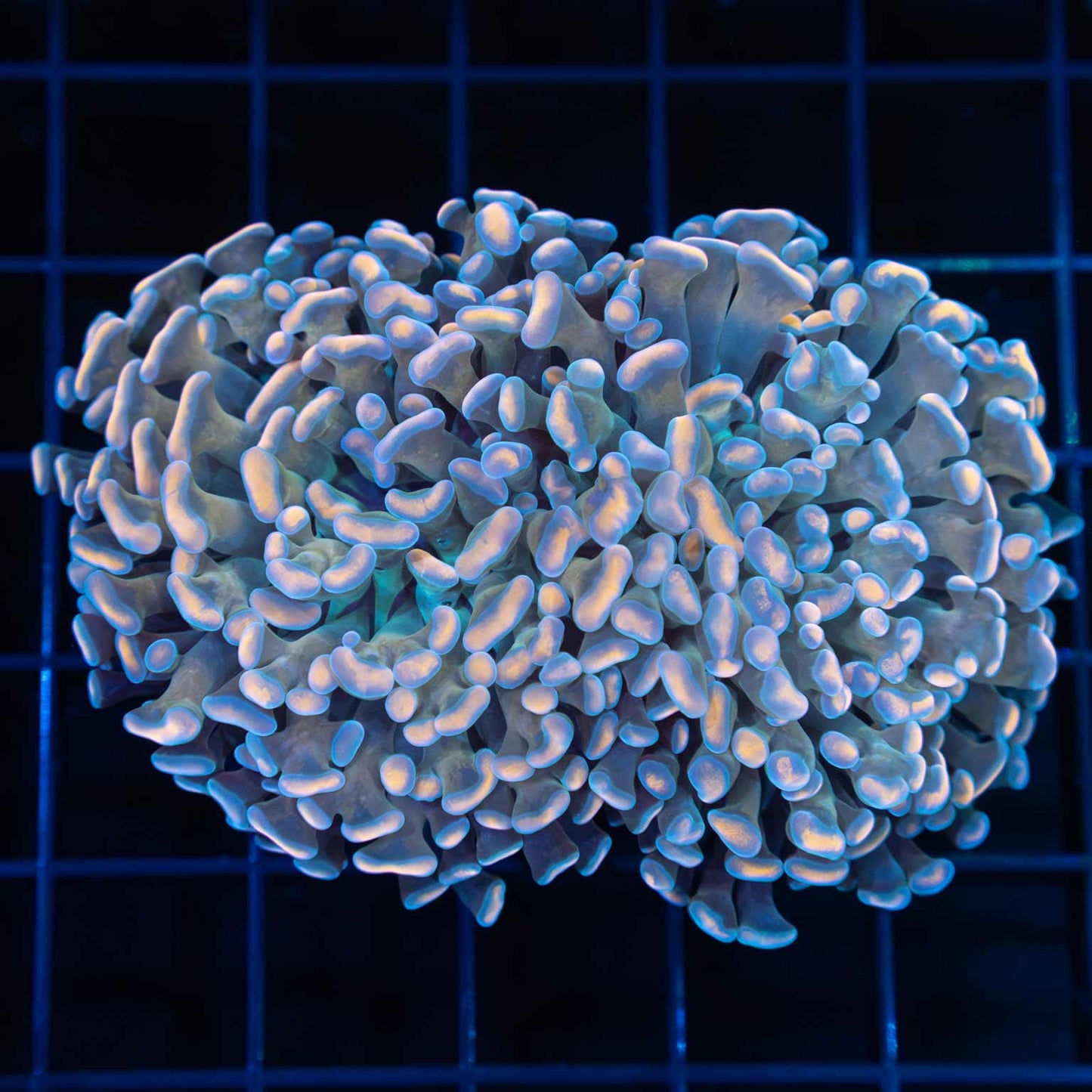 Unique Hammer Coral 3.25"