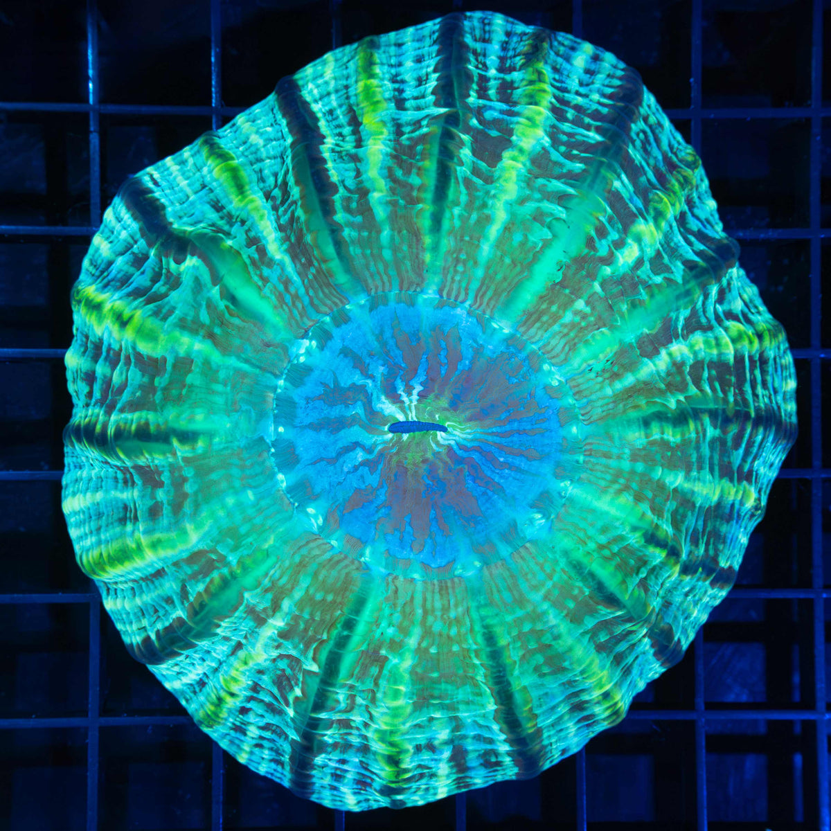 Tri-color Indophyllia