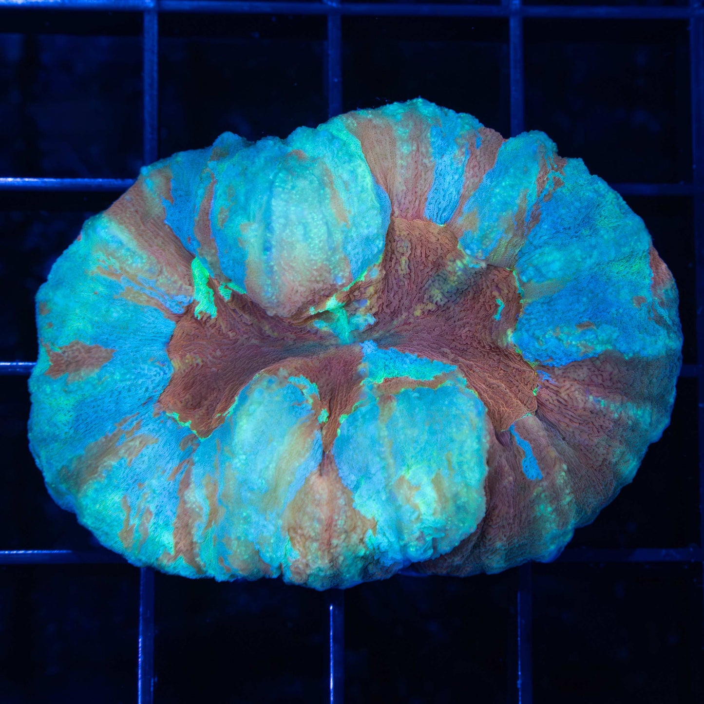 Unique Lobophyllia Coral 2.25"
