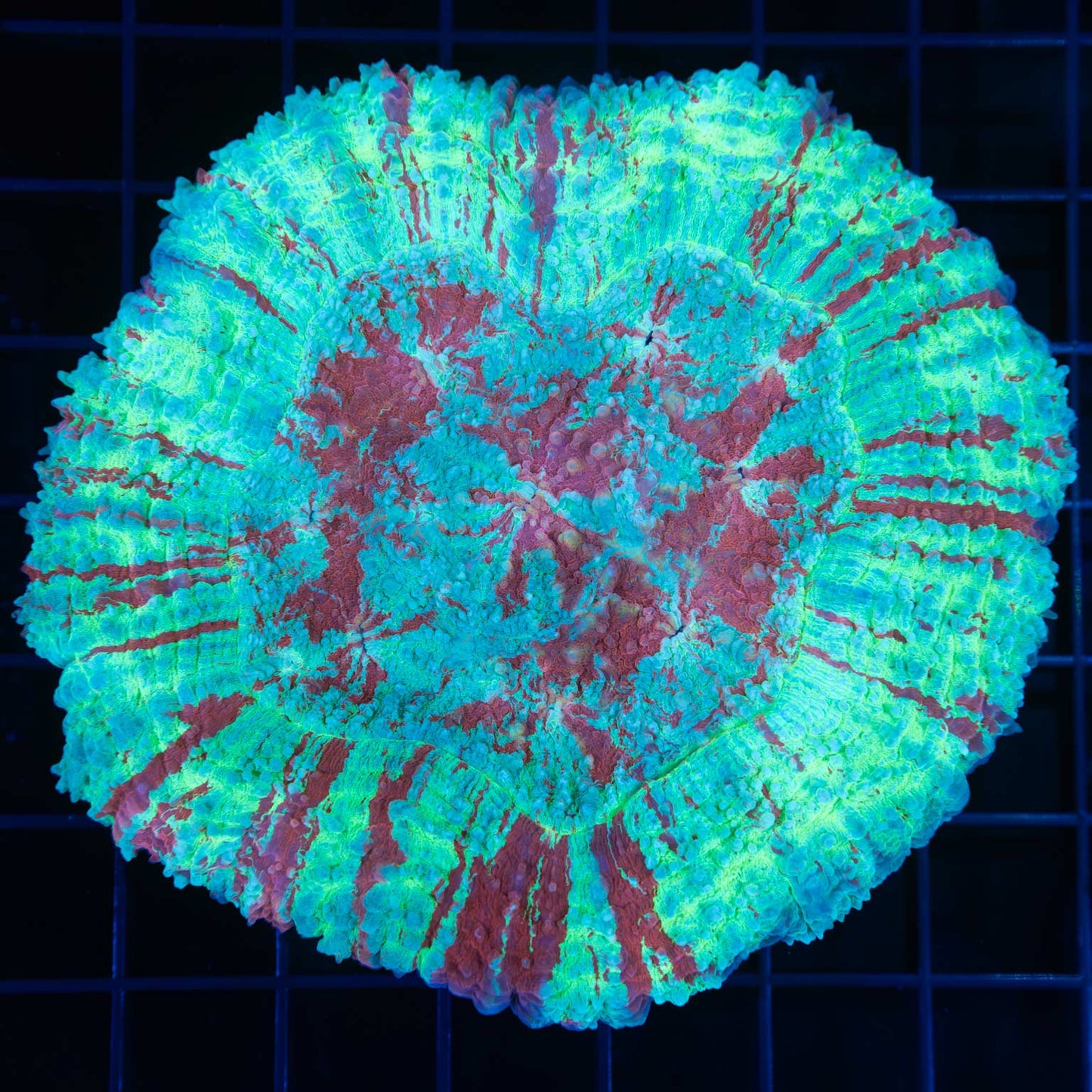 Unique Symphyllia Coral 4.25"