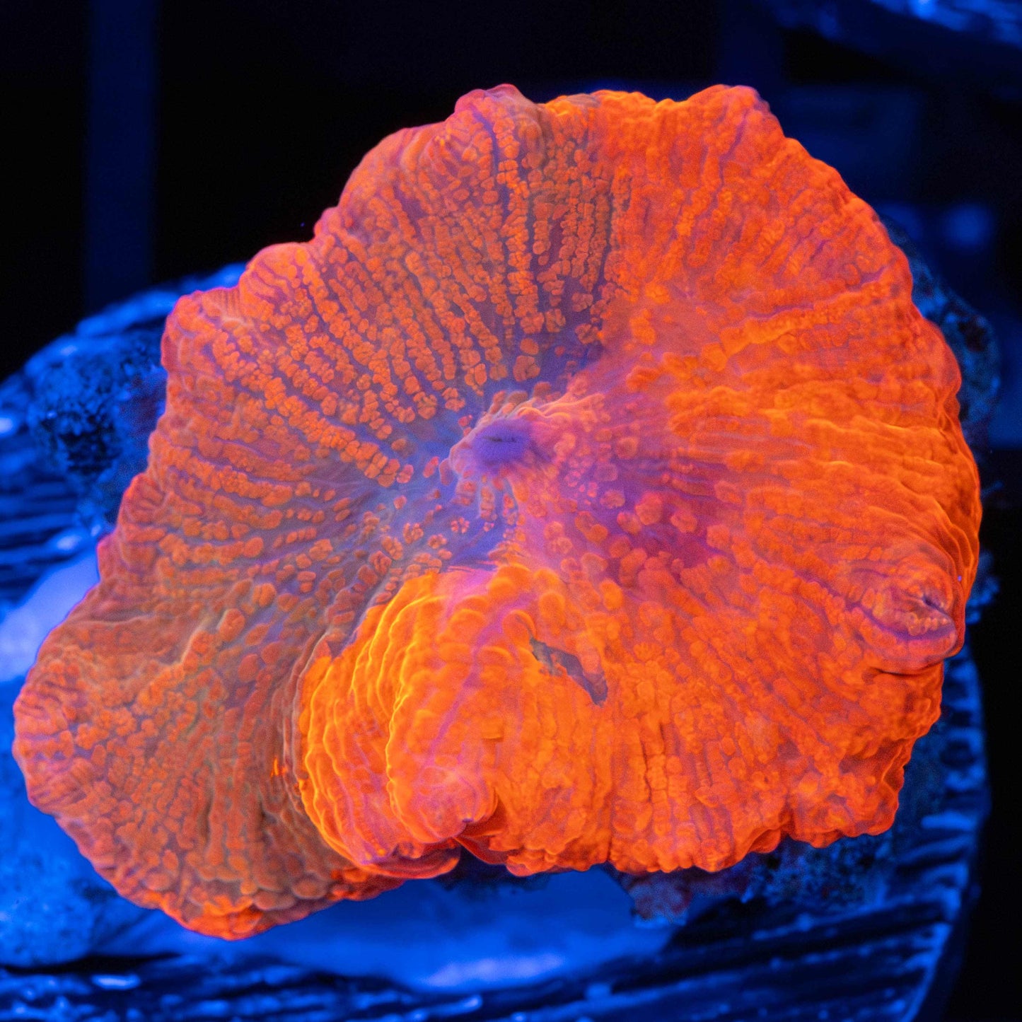 Unique Candy Crush Mushroom Coral