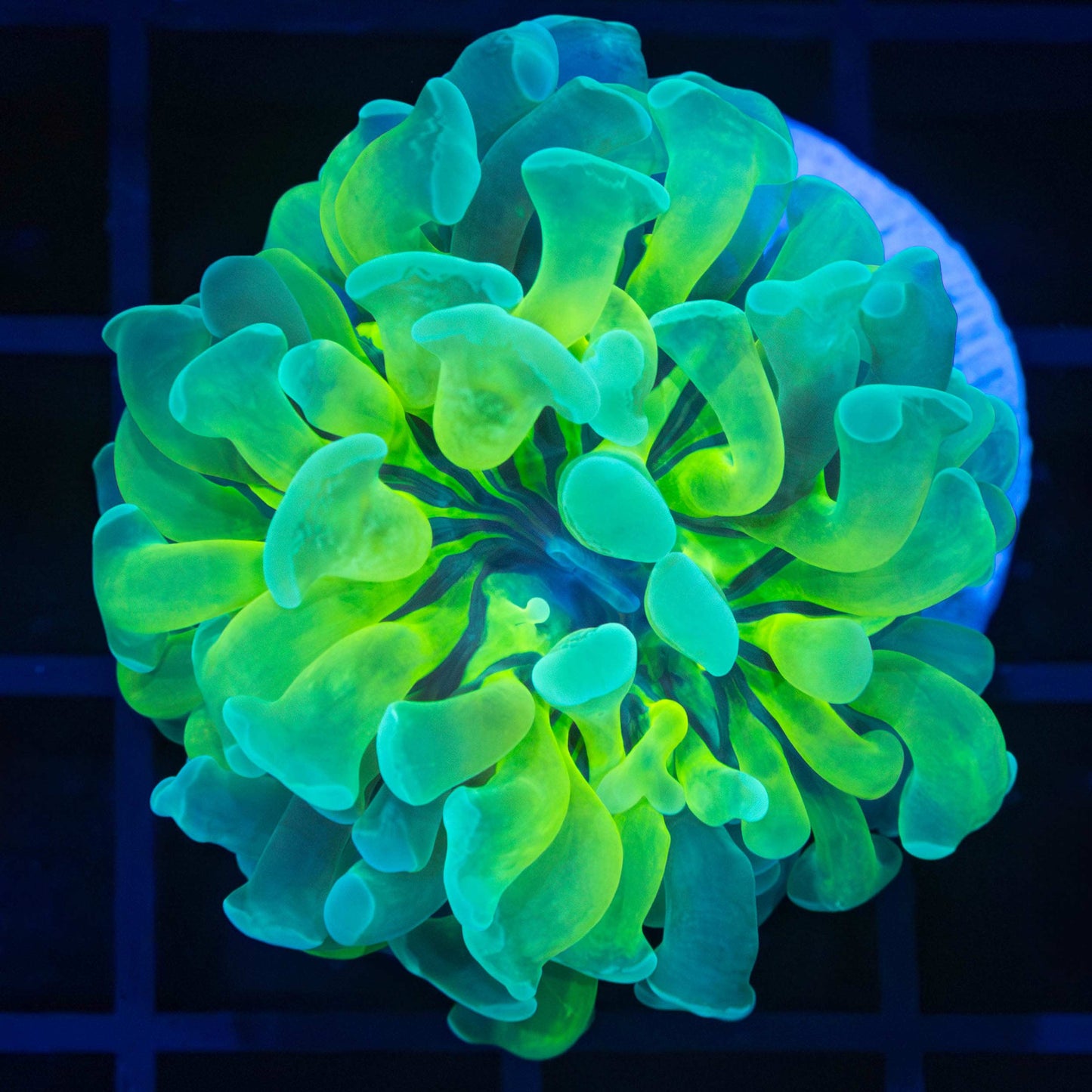 Ultra Rare Variety Branching Hammer