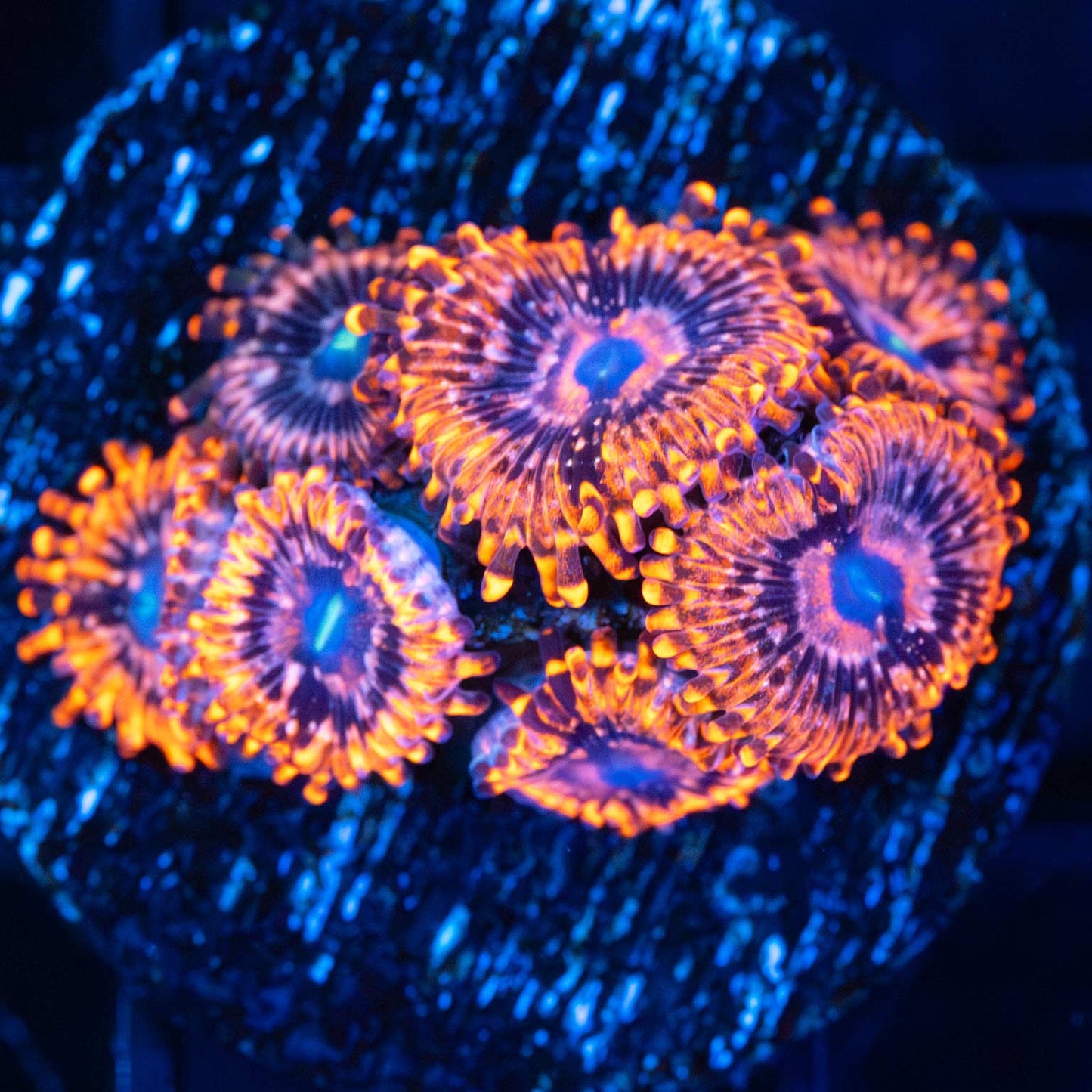 Utter Chaos Zoa (7 Polyps+)