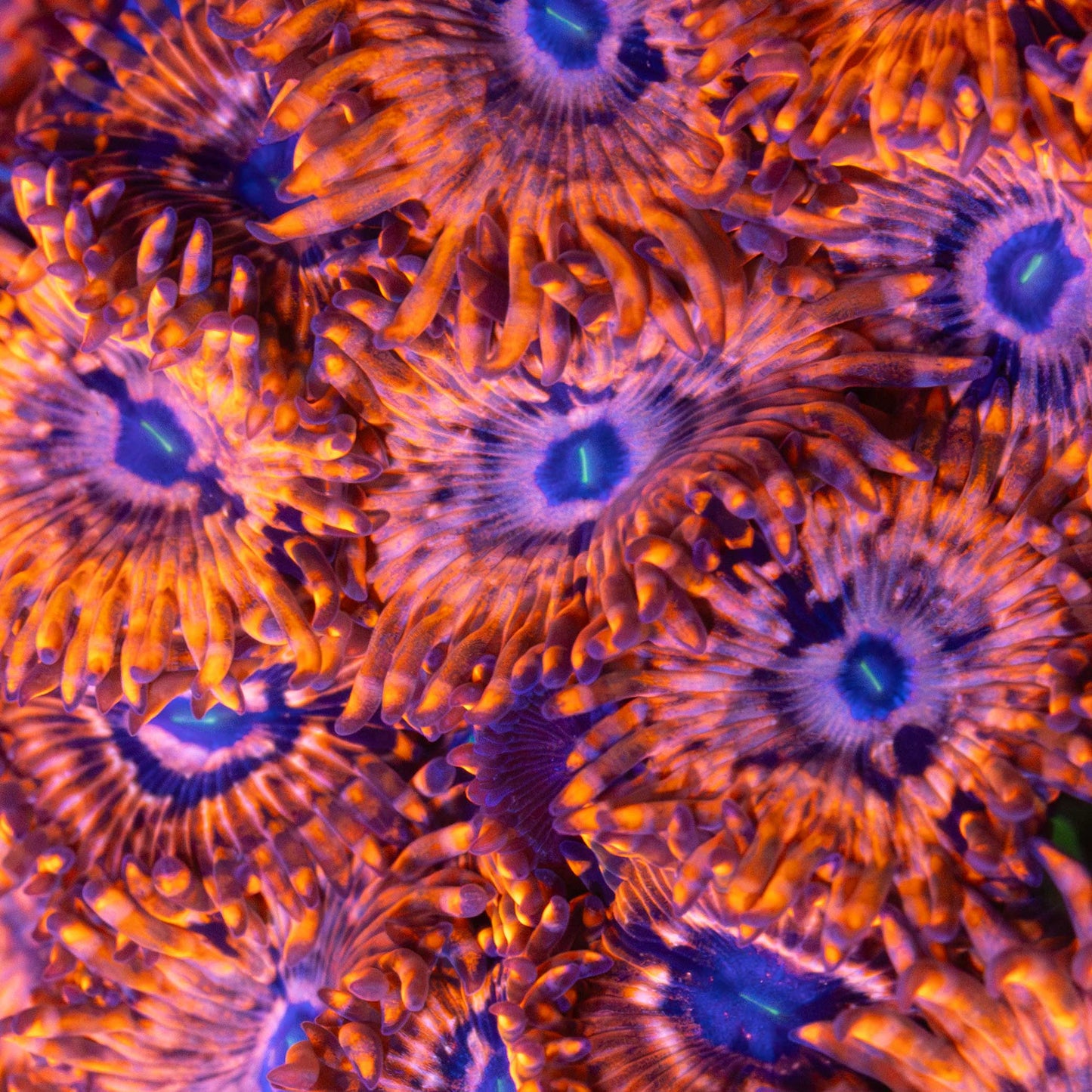 Utter Chaos Zoanthids