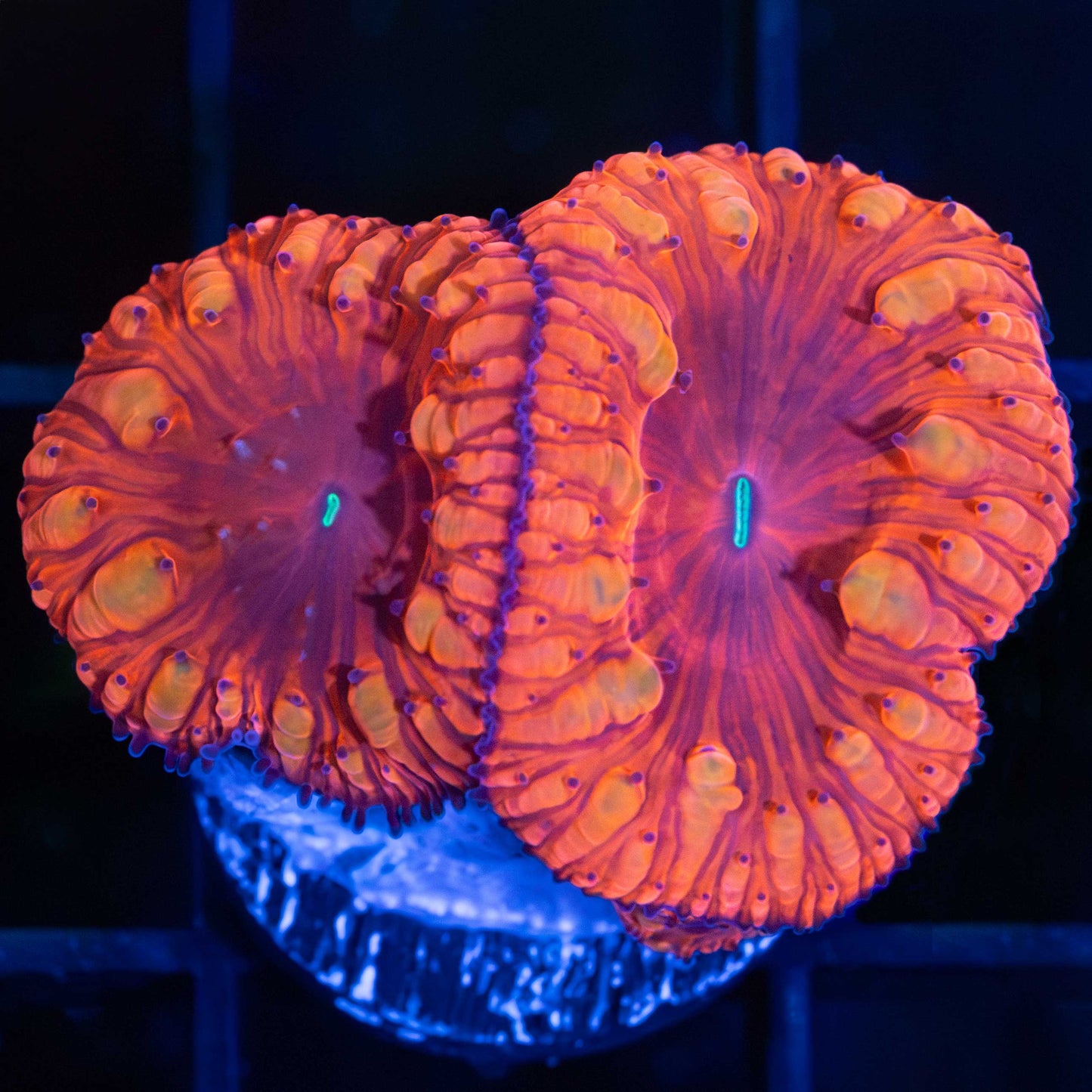 VDM Blastomussa