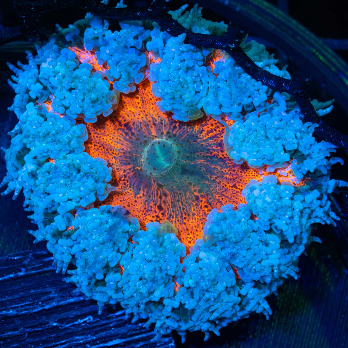 Rock Flower Anemone
