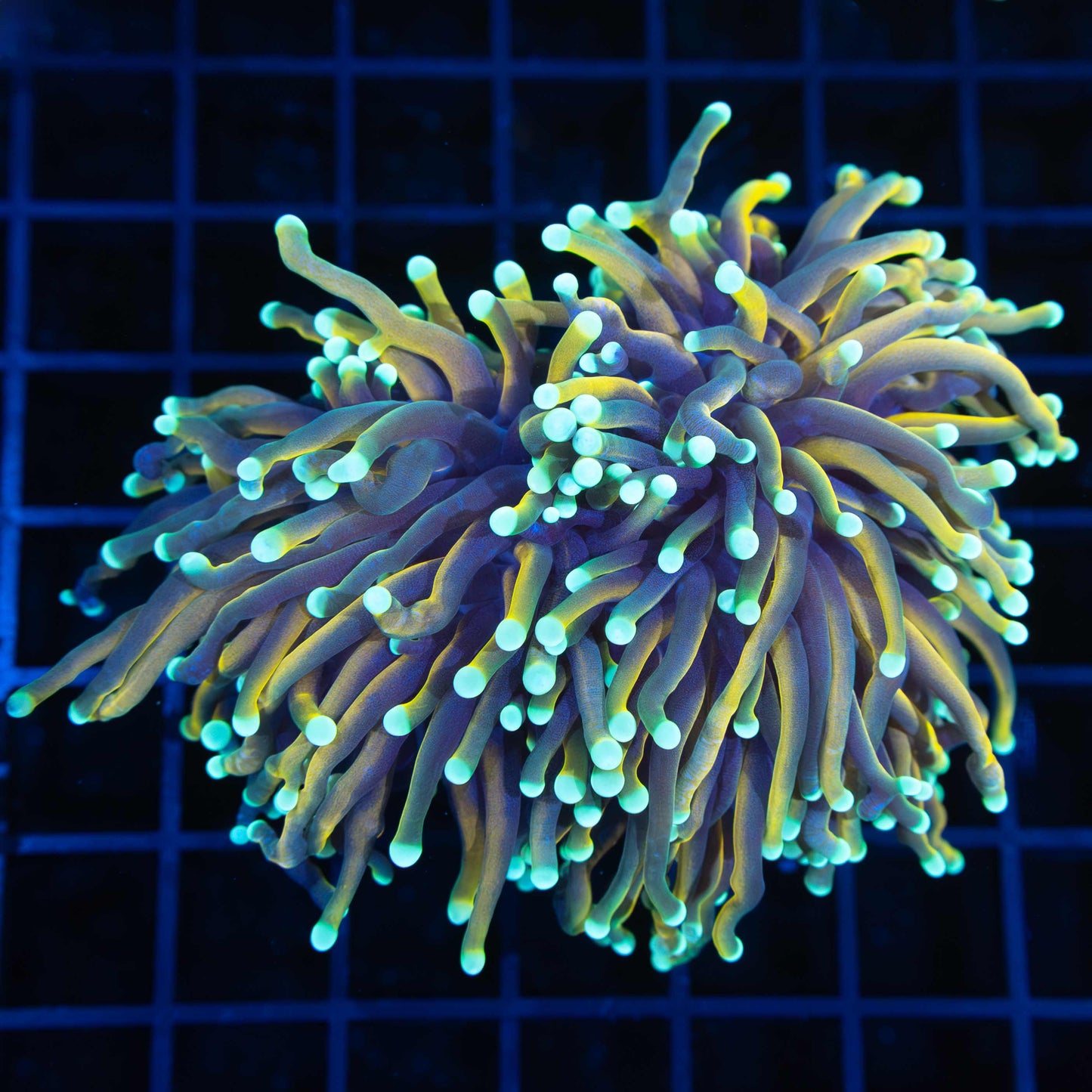 2 Large Heads Malay Torch Coral 4.5"