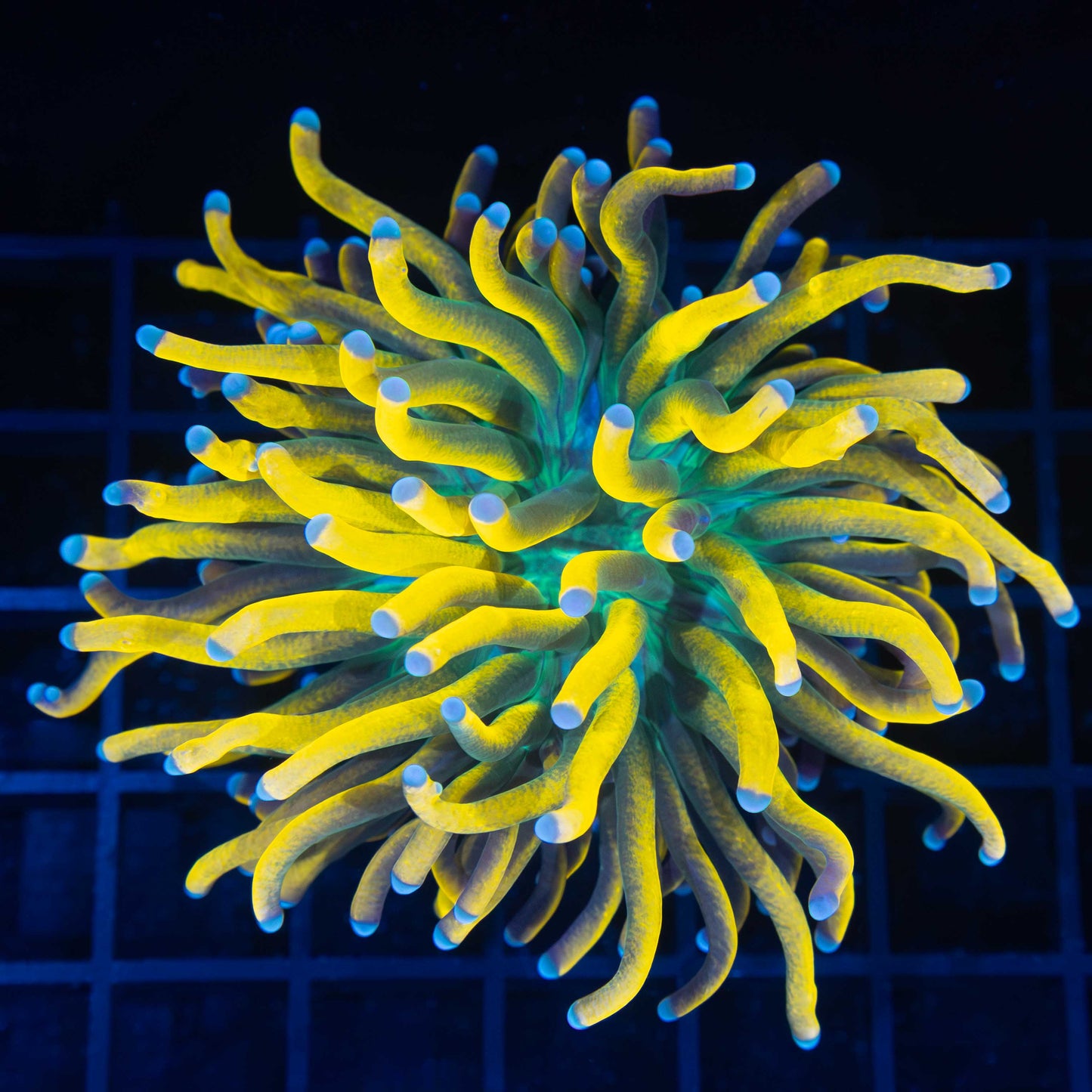 Large Ultimate Banana Torch Coral