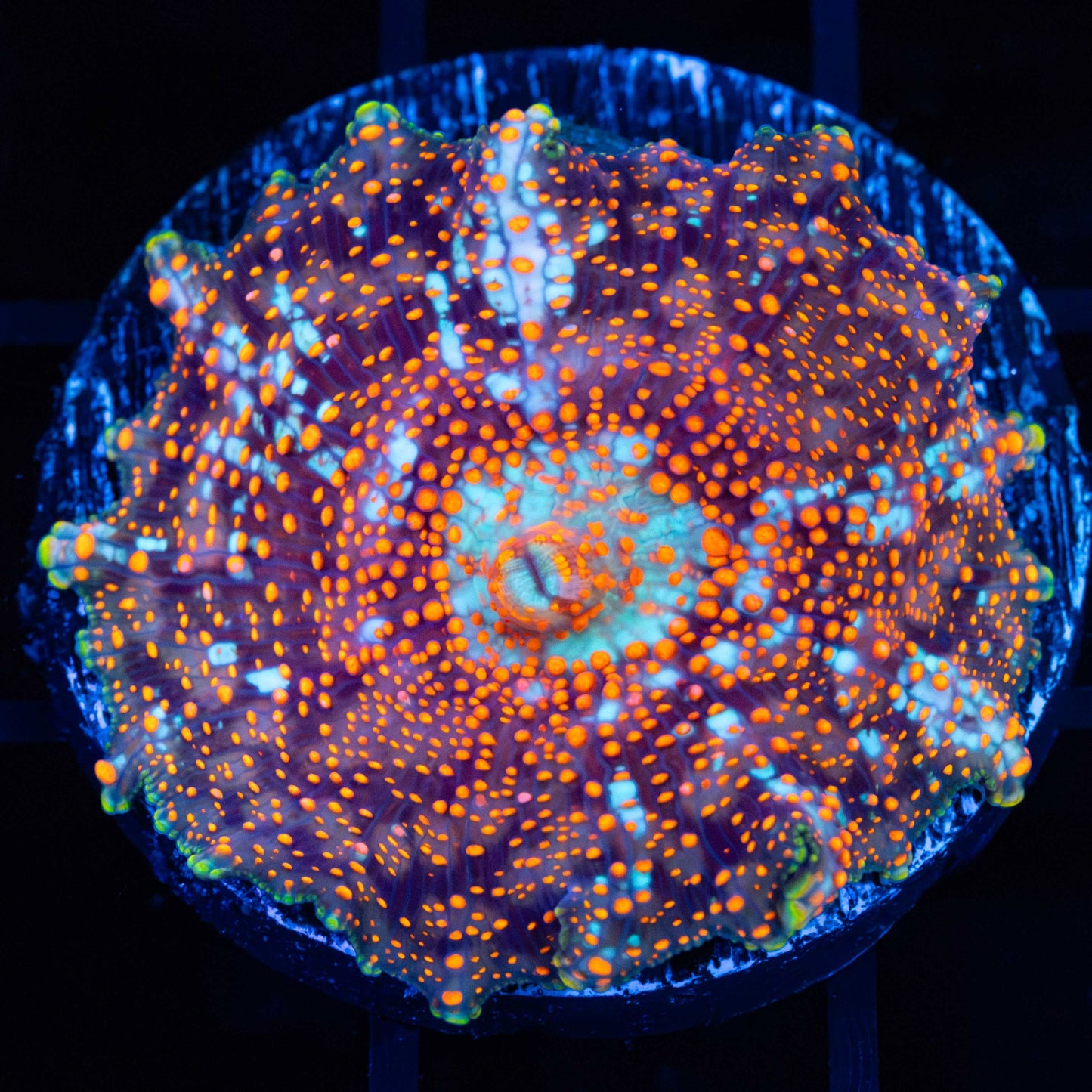 XL Critical Mass Mushroom (on XL plug)
