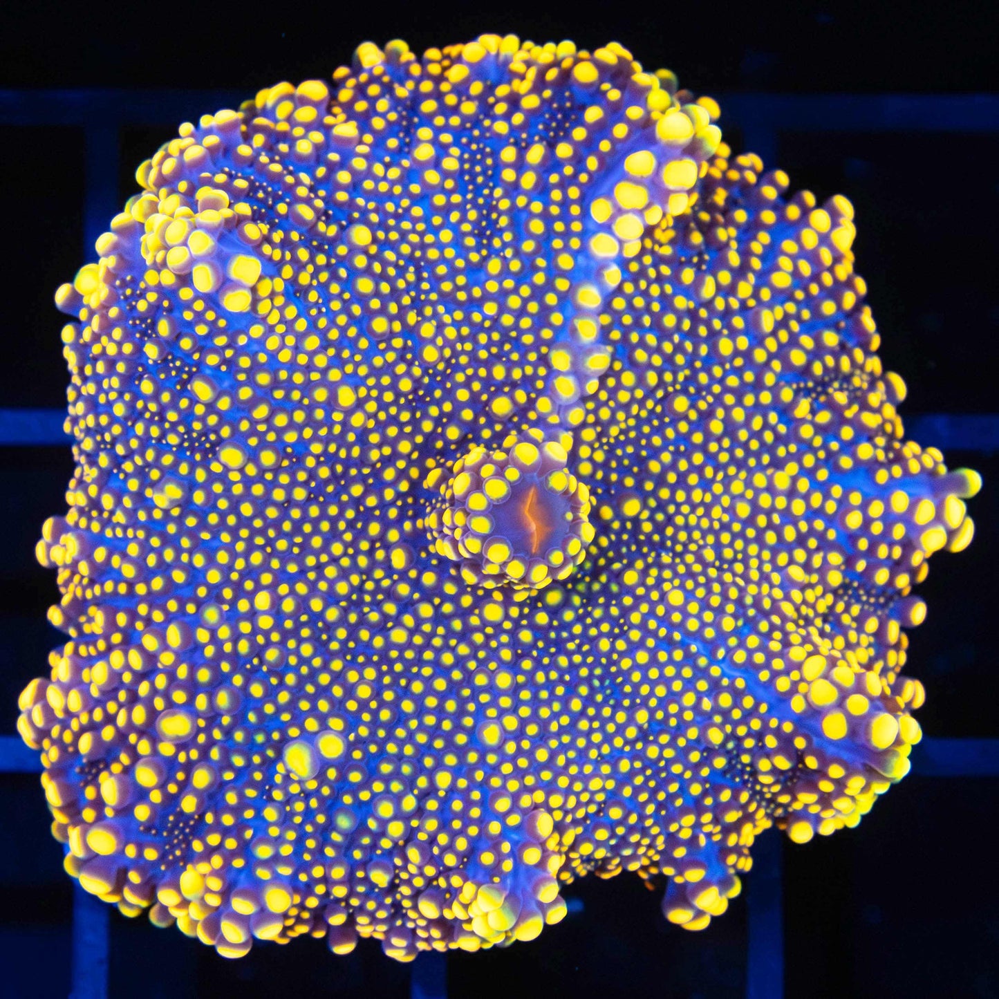 XL Neon Yellow Yuma 2"