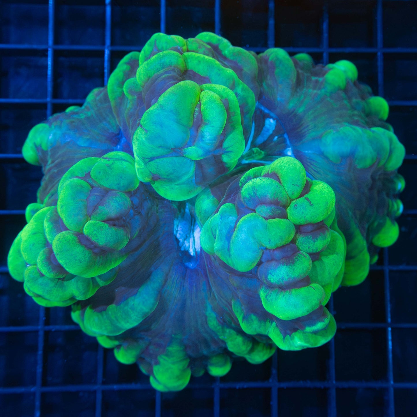 XL Jiggly Puff Cynarina 5"