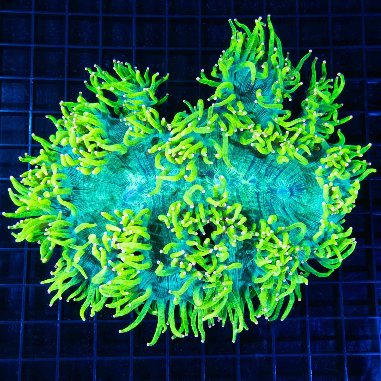 Lemon Drop Pink Tip Elegance Coral 7.5"