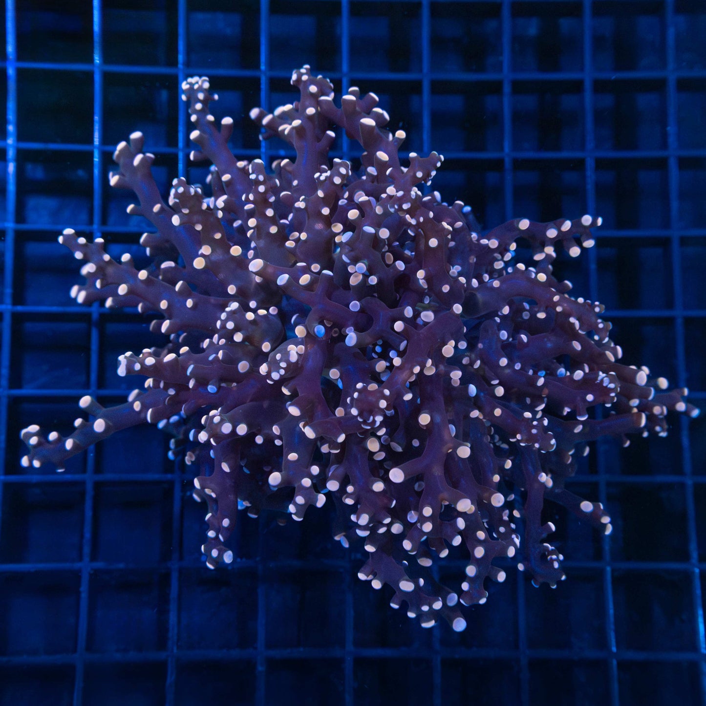 XL Peach Tip Frogspawn Coral (Branching) 5"