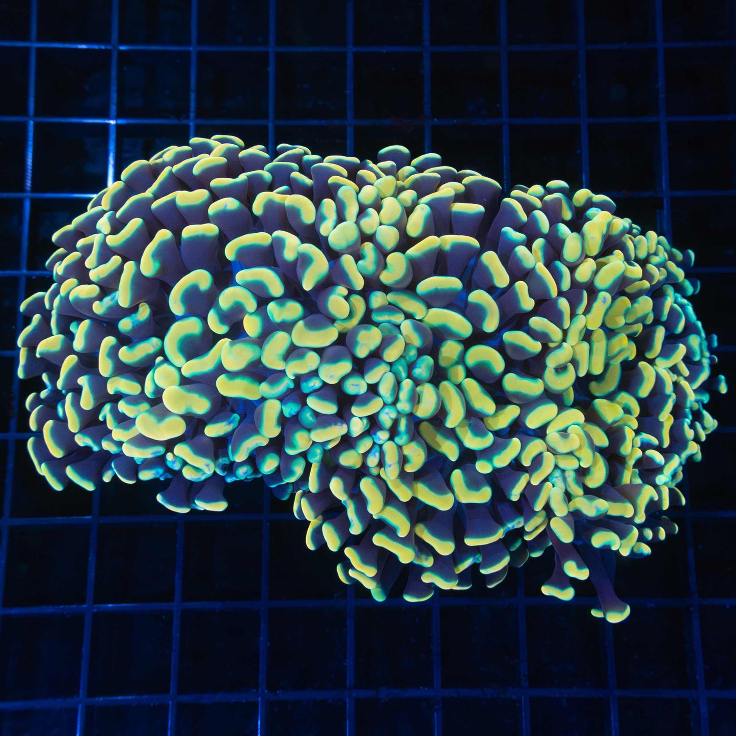 Rich Gold and Teal Hammer Coral 5.5"