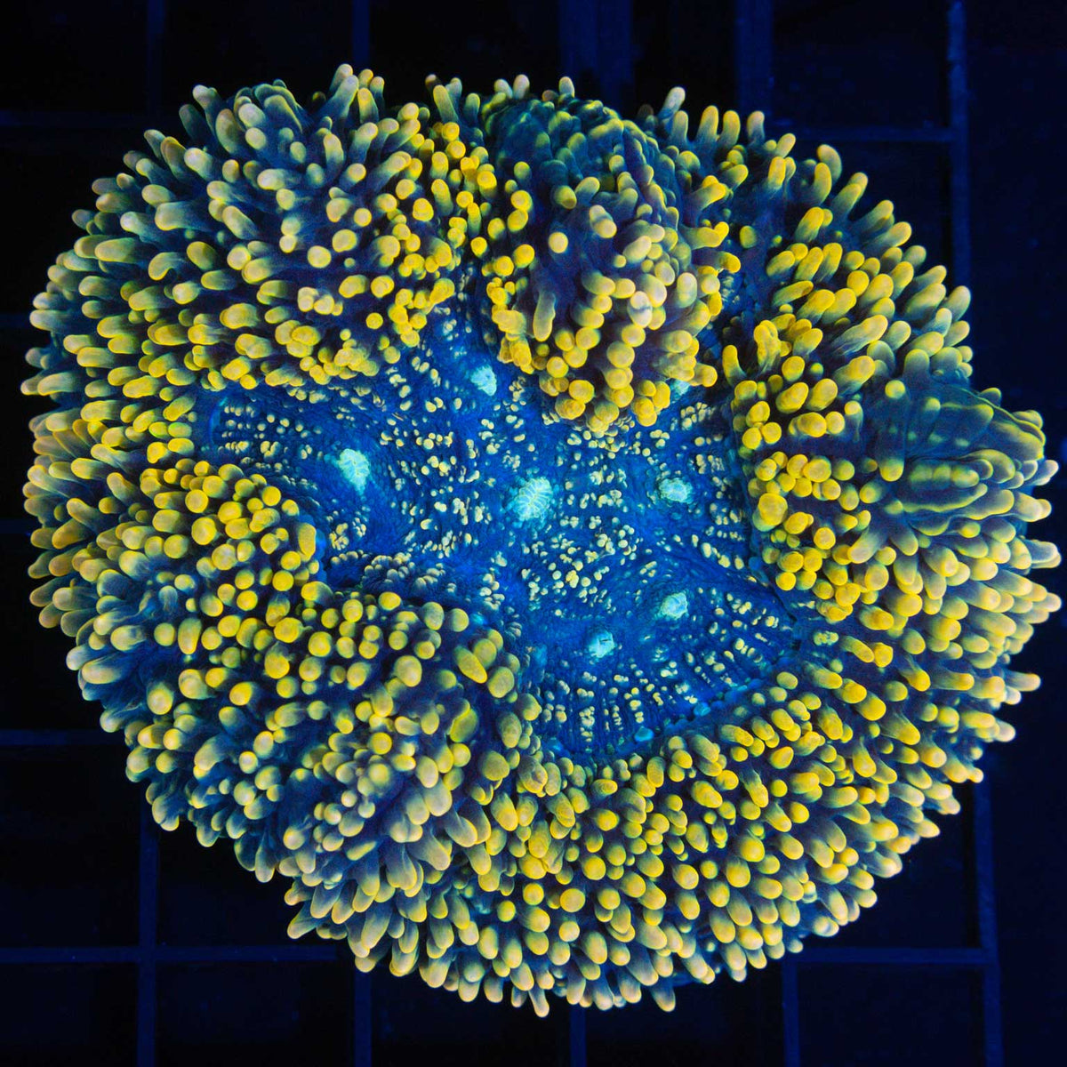 Yellow Carpet Lobophyllia