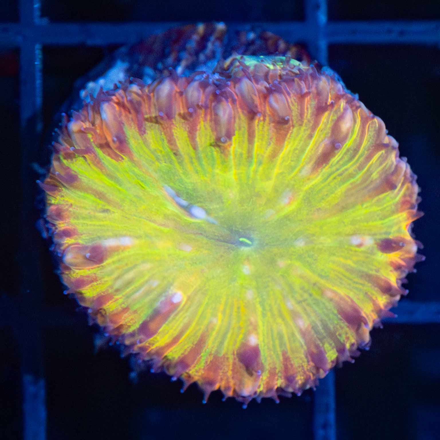 Yellow Jolly Rancher Blasto Coral – Lucky Corals