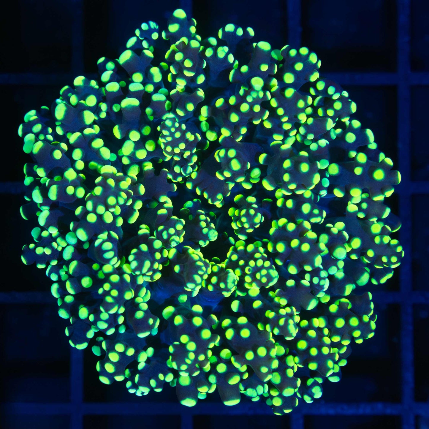 Yellow Octospawn Coral