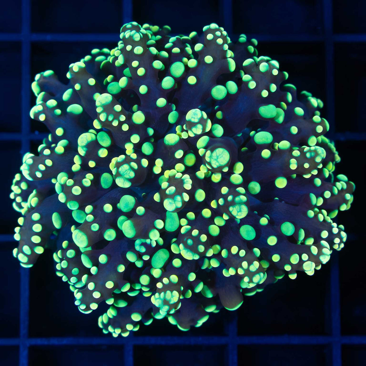 Yellow Octospawn Coral