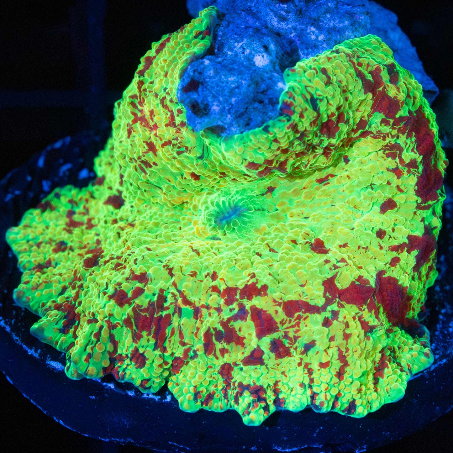 Large Red Yellow Blue Eclectus Mushroom