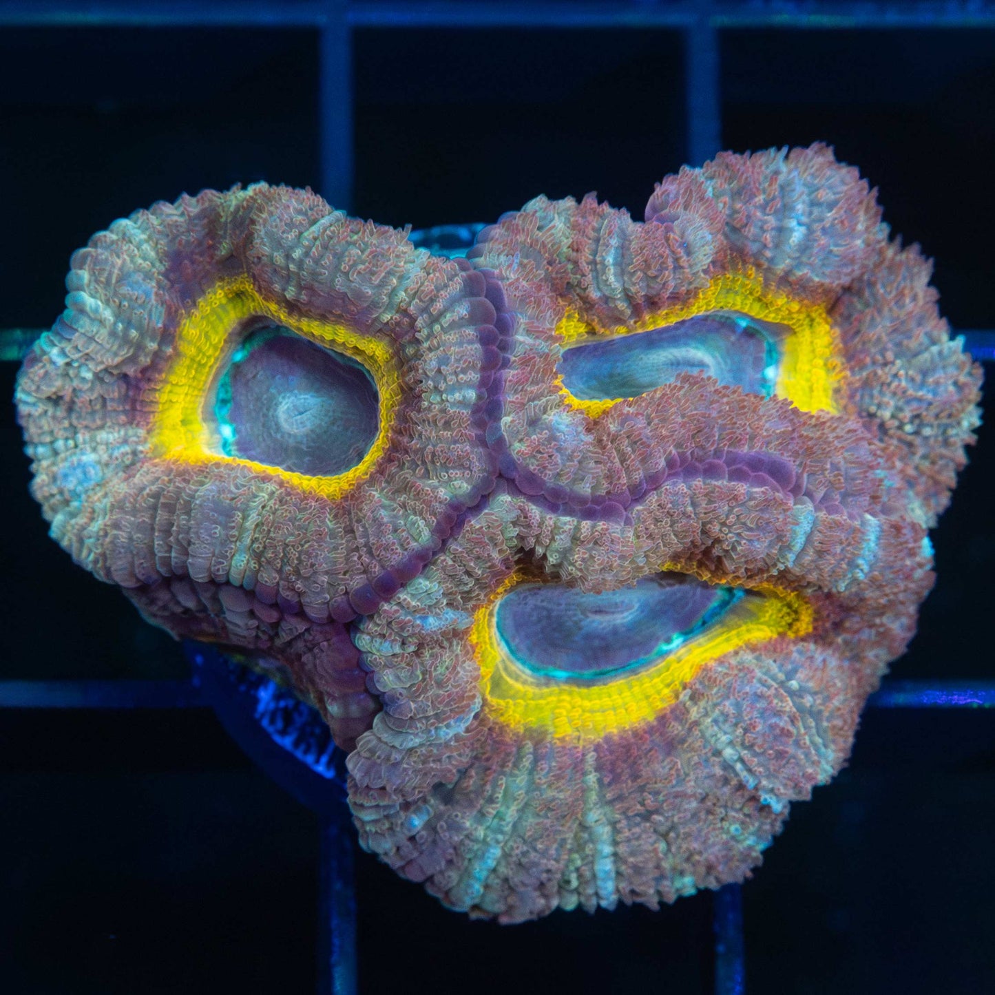 Purple Acan Coral With Yellow Ring